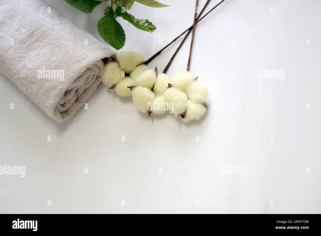 Zweig mit weißen Baumwollblumen auf weißem Hintergrund. Natürliche organische Fasern, Landwirtschaft, Baumwollblumen, Rohstoffe für die Gewebeherstellung. Stockfoto