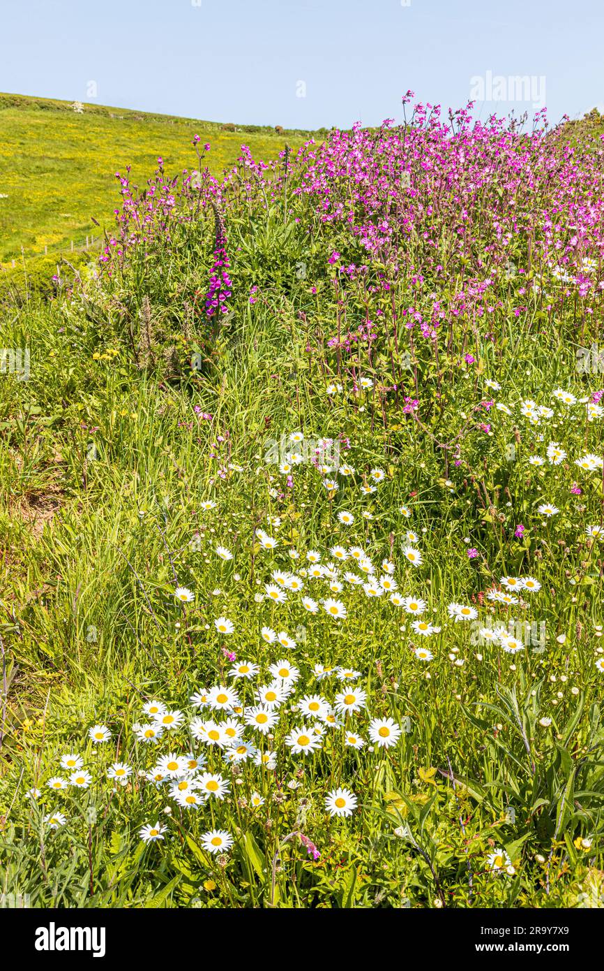 Wilde Blumen auf den Klippen neben dem Pembrokeshire Coast Path National Trail am Trefin (Trevine) im Pembrokeshire Coast National Park, Wales, Großbritannien Stockfoto