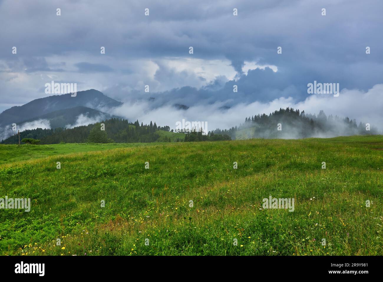 Idyllische Landschaft in den Alpen mit frischen grünen Wiesen und blühenden Blumen und schneebedeckten Berggipfeln im Hintergrund Stockfoto