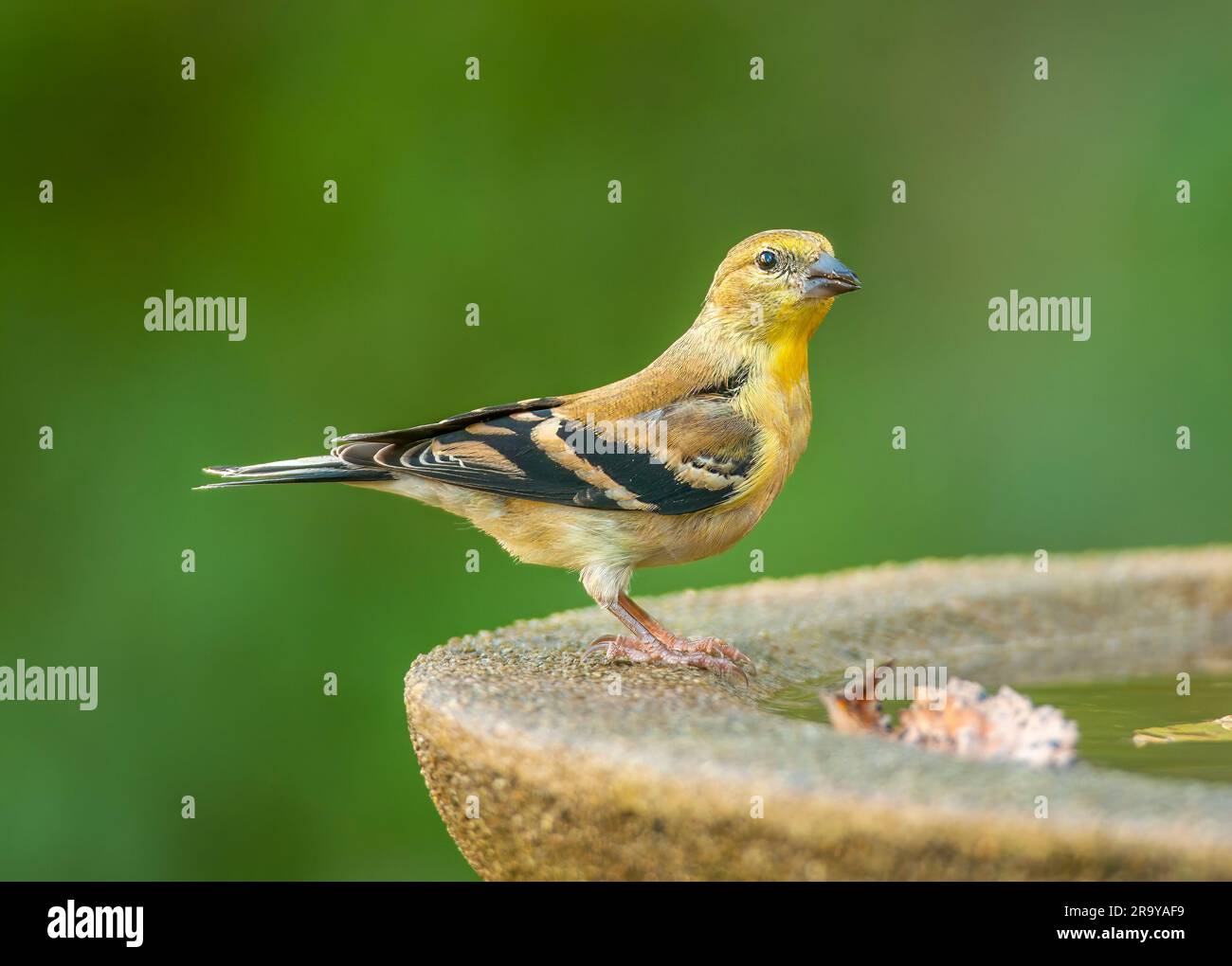 Ein wunderschöner amerikanischer Goldfink sitzt neben einem Vogelbad aus Stein, um an einem warmen Sommertag ein Getränk zu genießen. Stockfoto