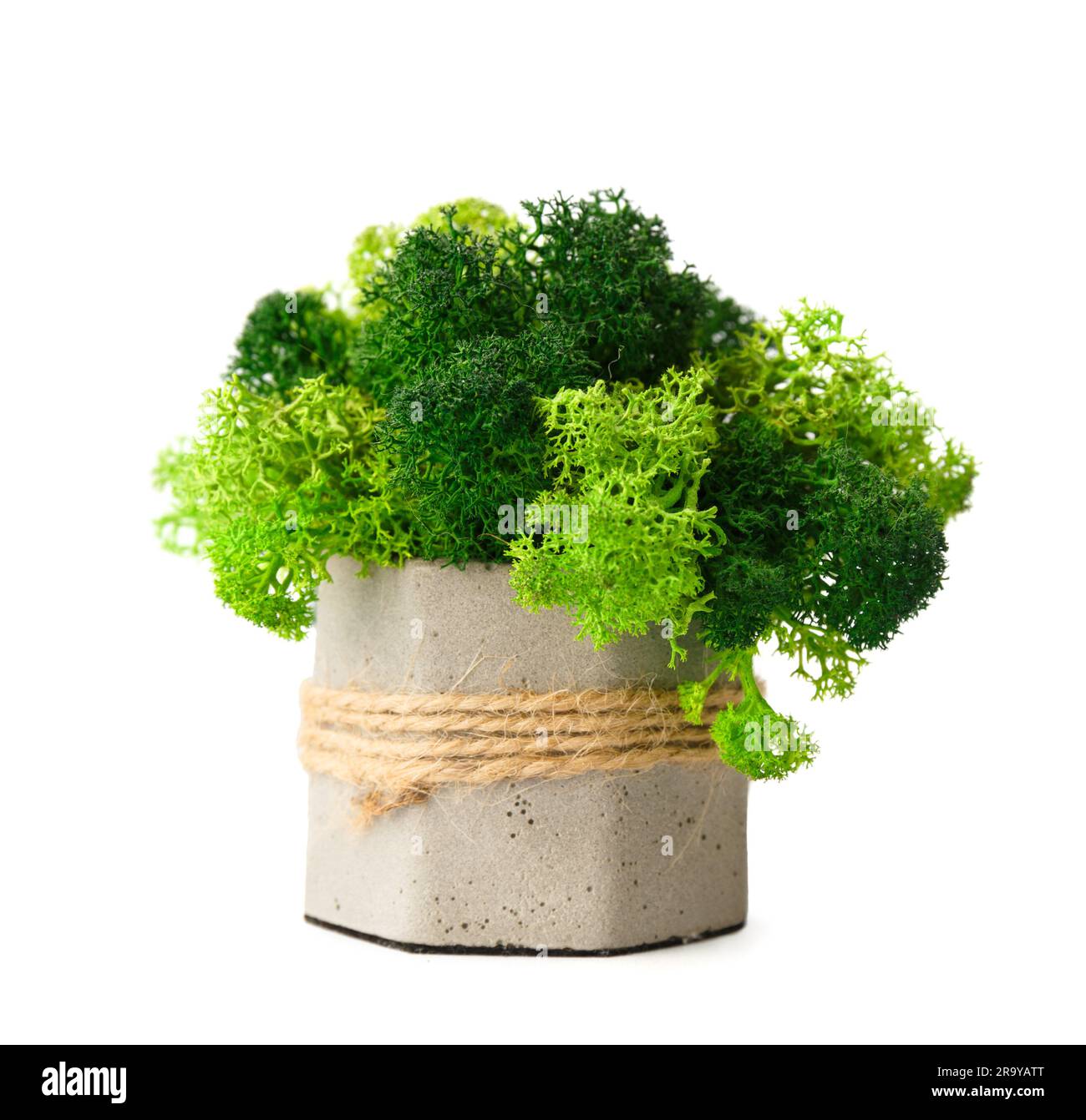 Stabilisiertes grünes Moos in grau dekoriertem Blumentopf auf weißem Hintergrund. Inneneinrichtung. Innenblumen, die nicht bewässert werden müssen. Stockfoto