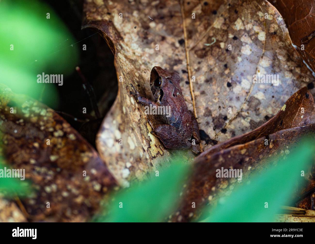 Ein kleiner Frosch (??) Uber ein verdorbenes Blatt im Regenwald. Kolumbien, Südamerika. Stockfoto