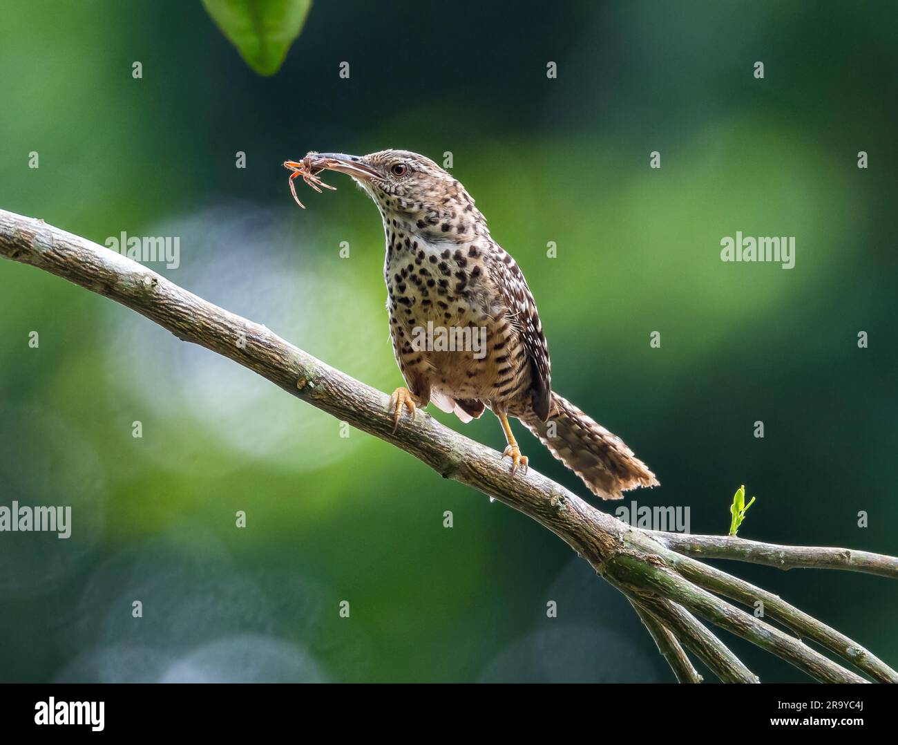 Ein Wren mit Bandrücken (Campylorhynchus zonatus) fing eine Spinne. Kolumbien, Südamerika. Stockfoto