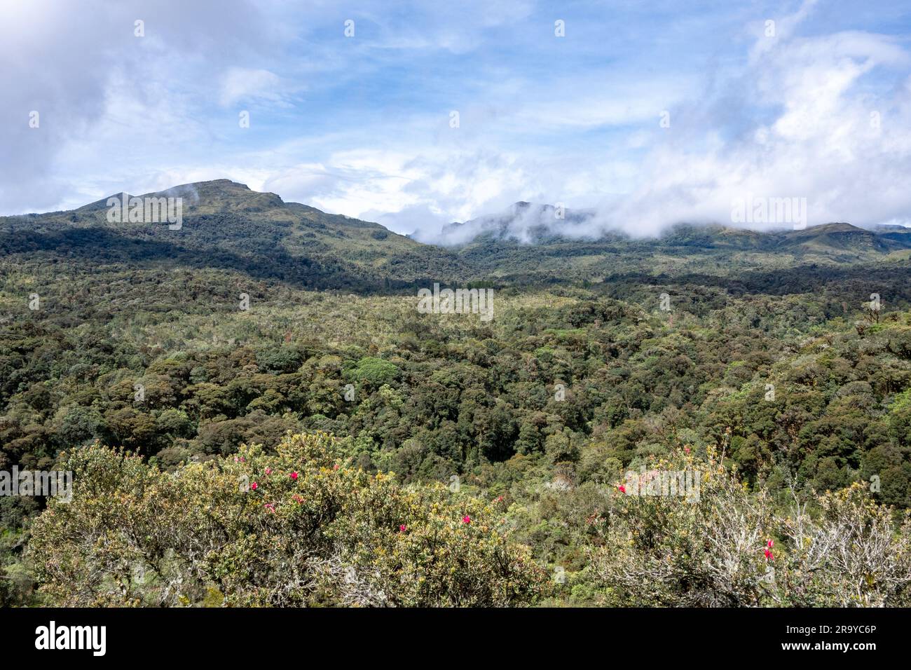 Hoch gelegene Paramo-Landschaft in den östlichen Anden. Kolumbien, Südamerika. Stockfoto