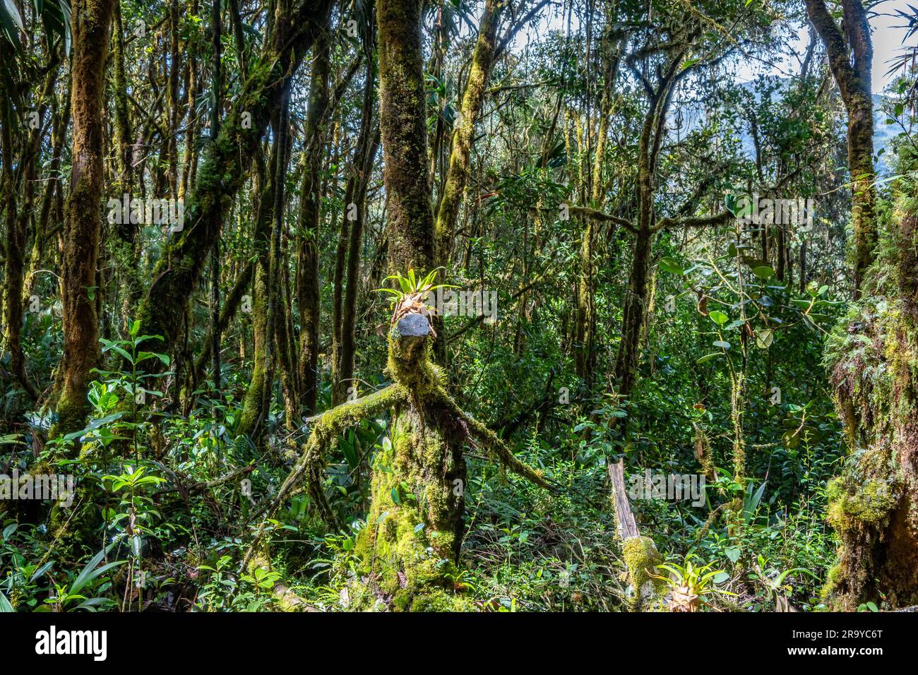 Moosbedeckte Bäume im Regenwald der östlichen Anden. Kolumbien, Südamerika. Stockfoto