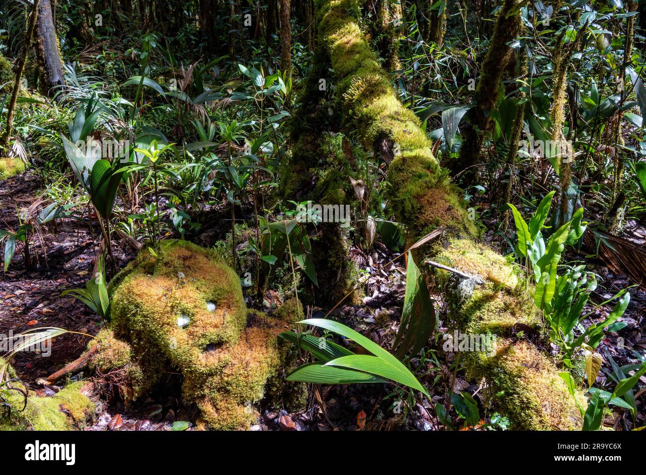 Moosbedeckte Bäume im Regenwald der östlichen Anden. Kolumbien, Südamerika. Stockfoto