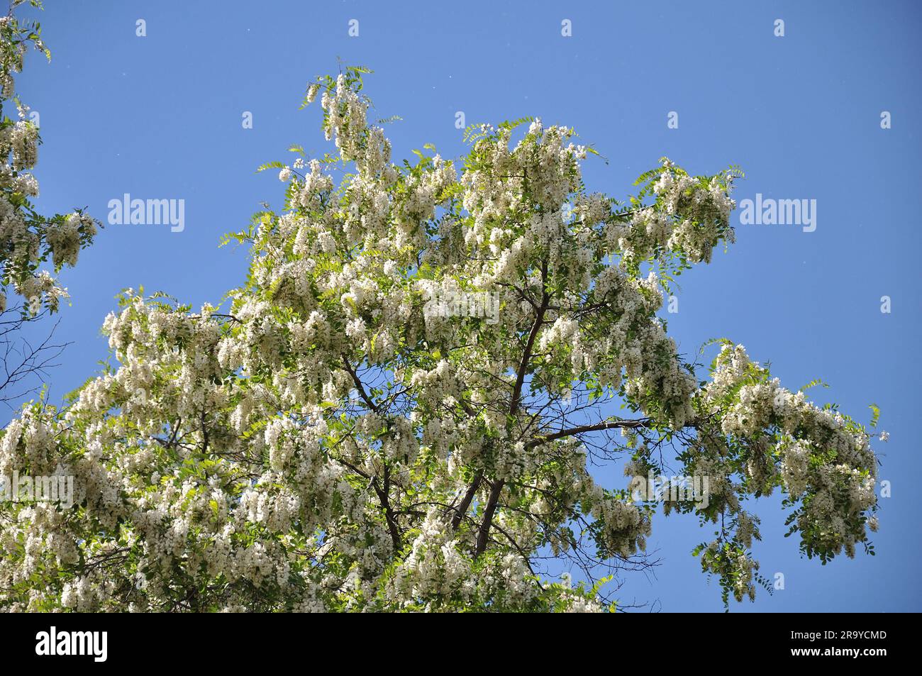 Blühende weiße Heuschrecke im Frühling Stockfoto