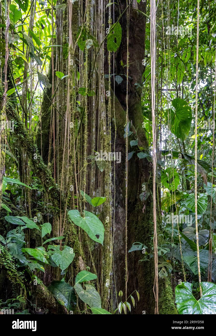 Rebenstränge hängen von einem riesigen Baum im Regenwald der östlichen Anden. Kolumbien, Südamerika. Stockfoto