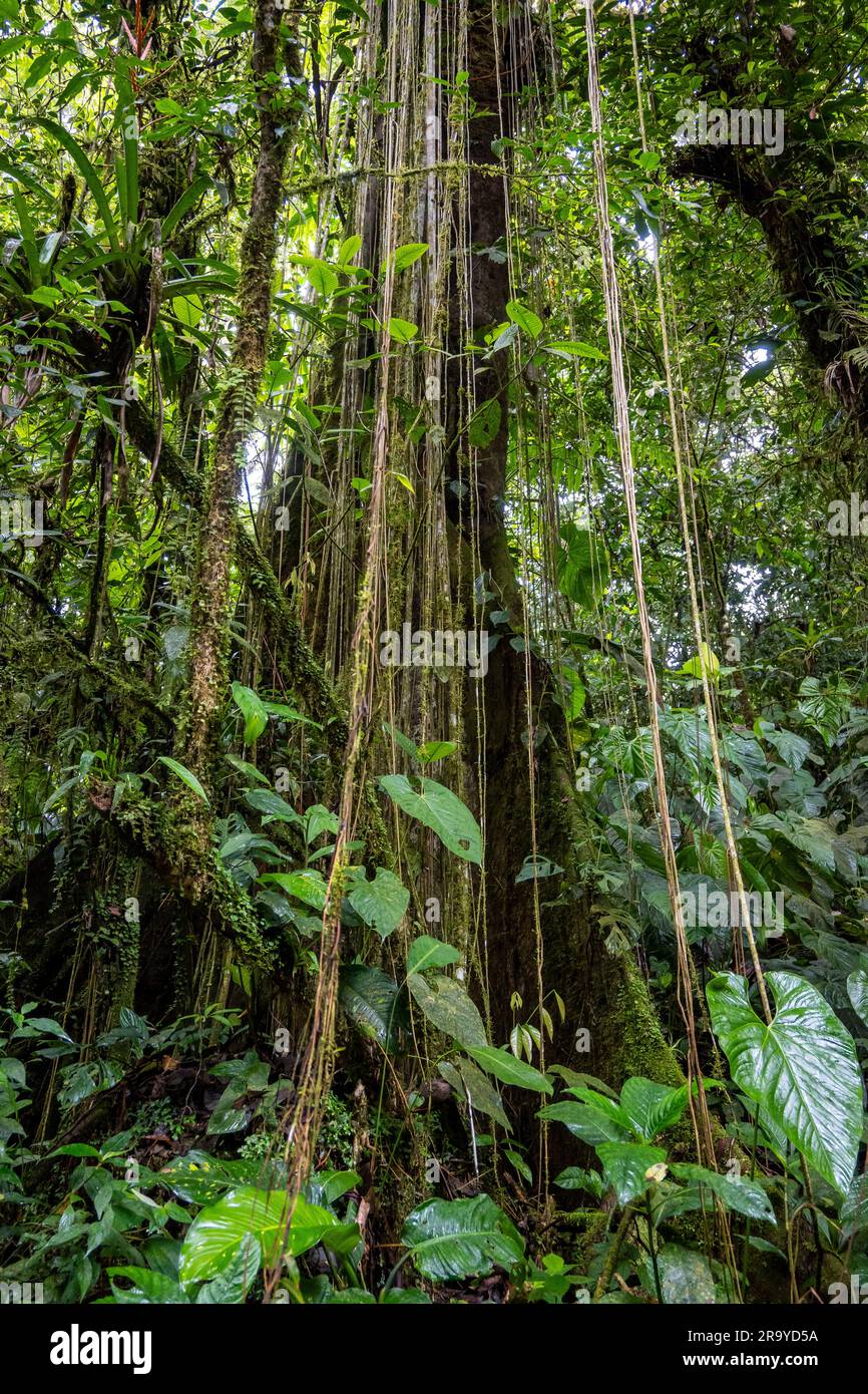Rebenstränge hängen von einem riesigen Baum im Regenwald der östlichen Anden. Kolumbien, Südamerika. Stockfoto