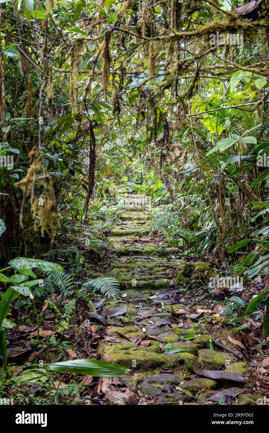 Uralte Wege mit Pflastersteinen gepflastert. Serranía De Los Yariguíes Parque Nacional Natural. Kolumbien, Südamerika. Stockfoto