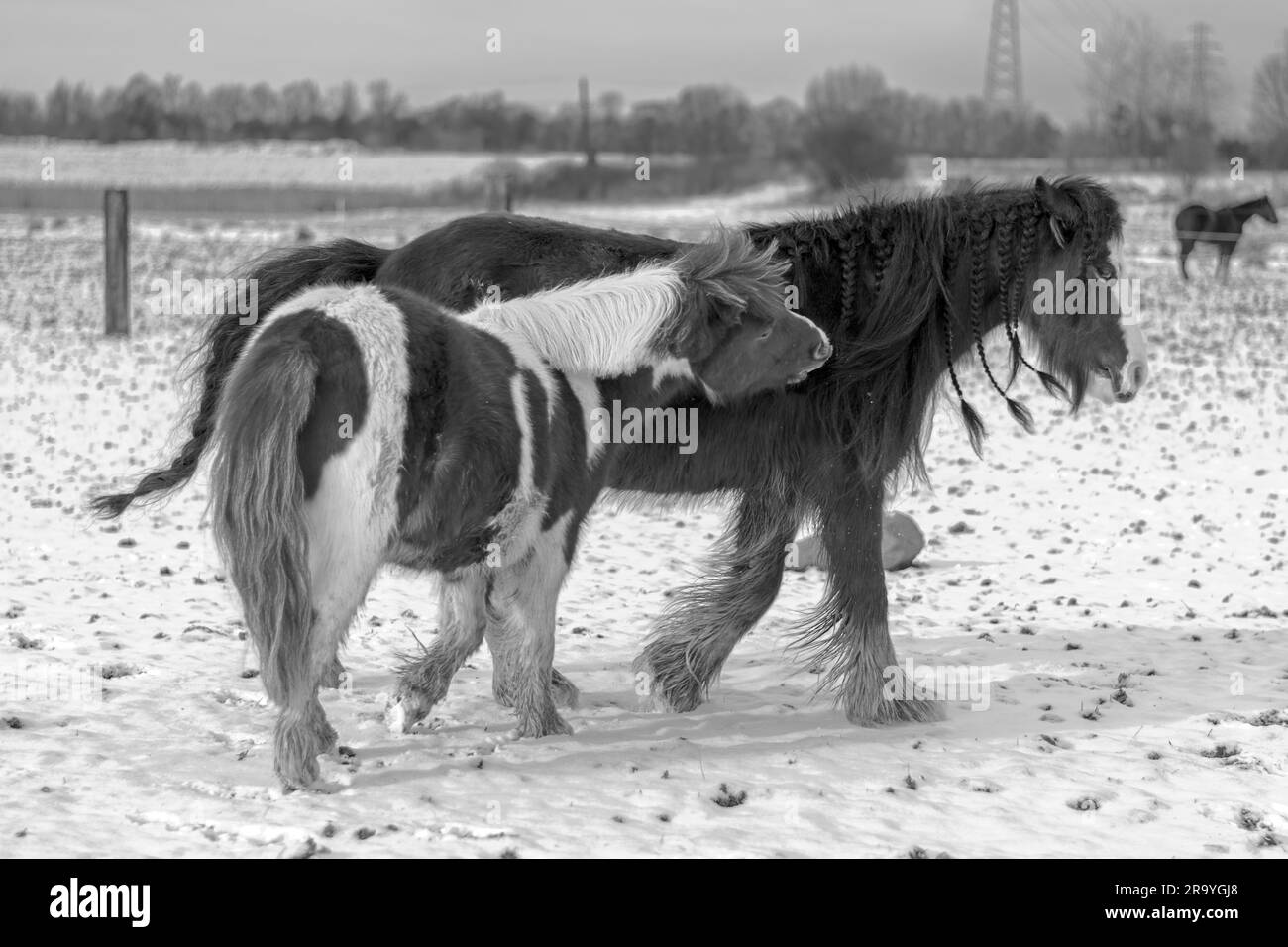 Equus ferus caballus (zwei Stuten), die in einem Hengst in Schlesien-Stadt Zabrze zusammen spielen. Stockfoto