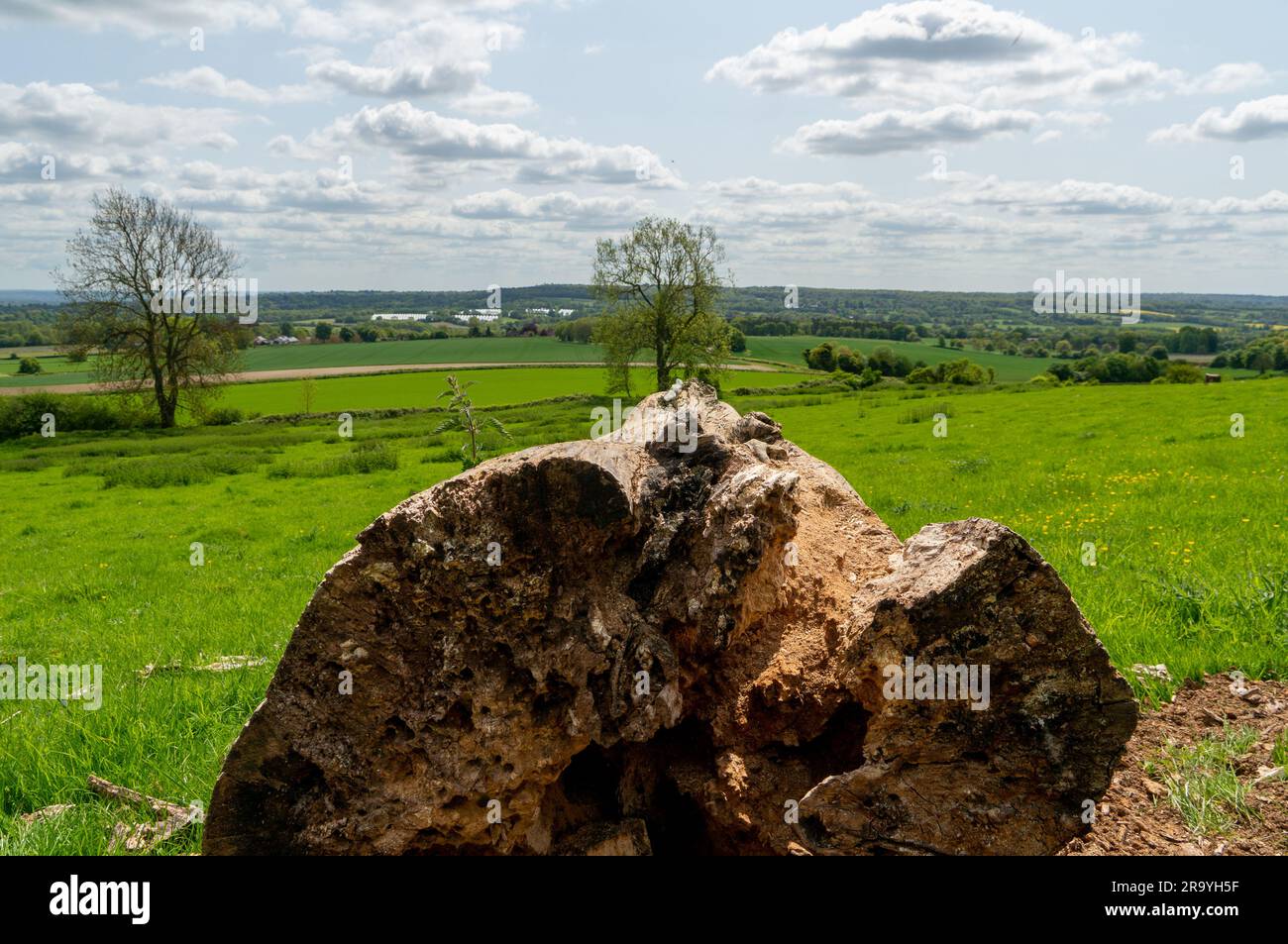 Sonniger, warmer Tag auf Feldern mit Baumstämmen in Großbritannien Stockfoto