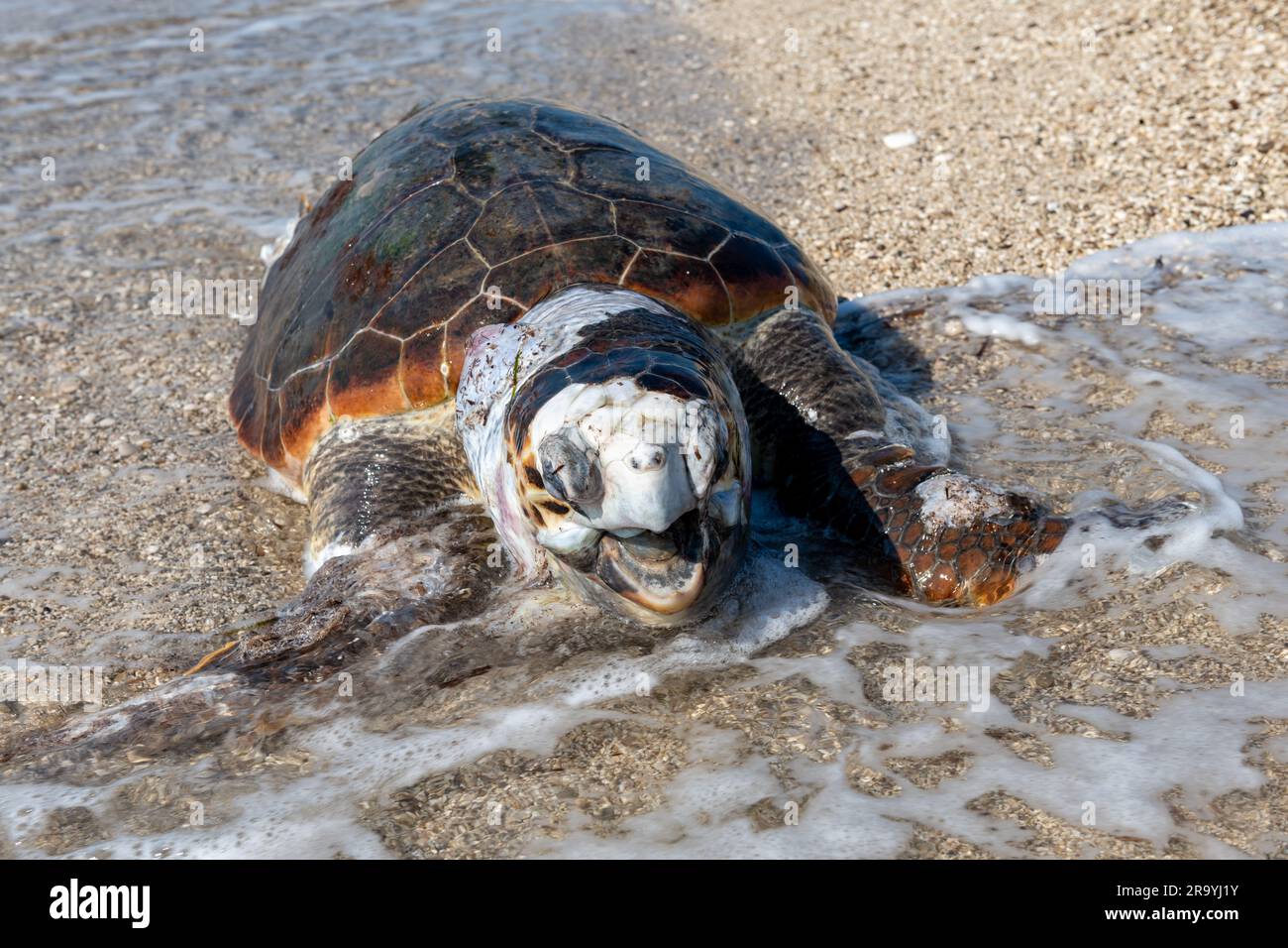 Eine tote, aufgeblähte Loggerhead-Schildkröte wurde am Strand angespült. Stockfoto