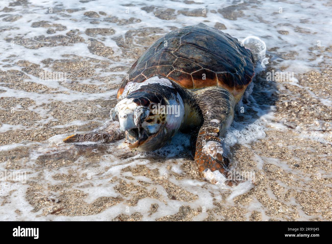 Eine tote, aufgeblähte Loggerhead-Schildkröte wurde am Strand angespült. Stockfoto