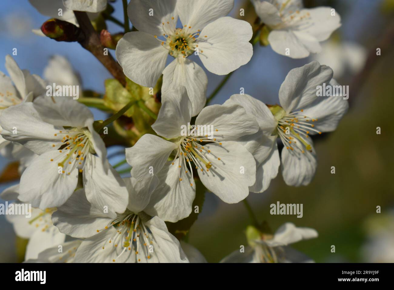Landschaft, Blume, Withe Blume Stockfoto