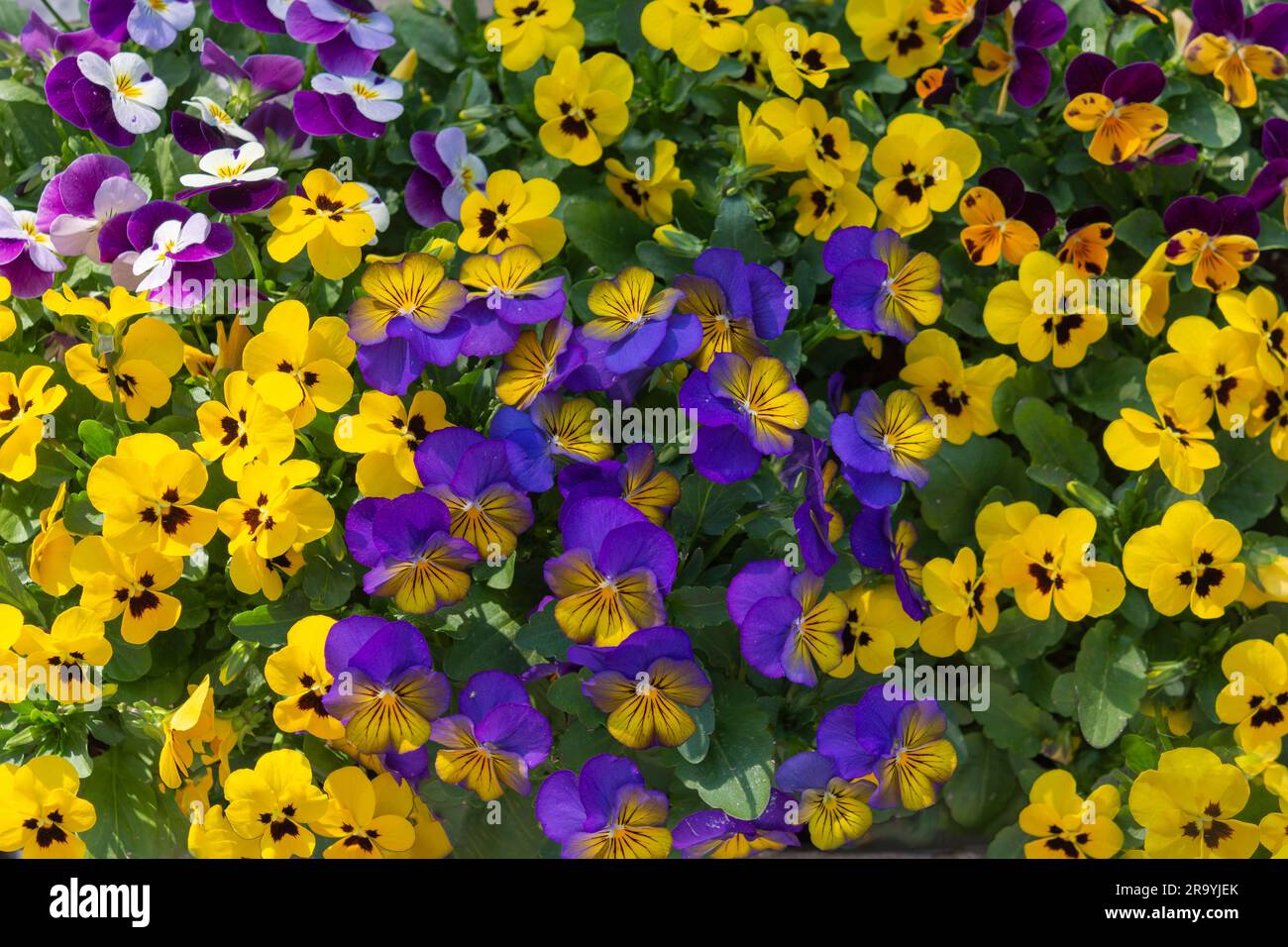 Lebender Teppichhintergrund mehrfarbiger Veilchenblüten Stockfoto