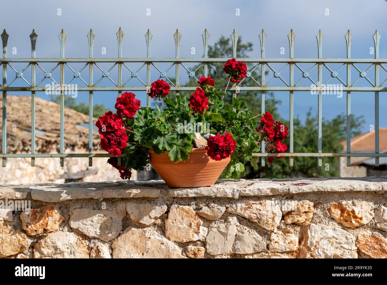 Topfblumen an einer Steinwand. Stockfoto