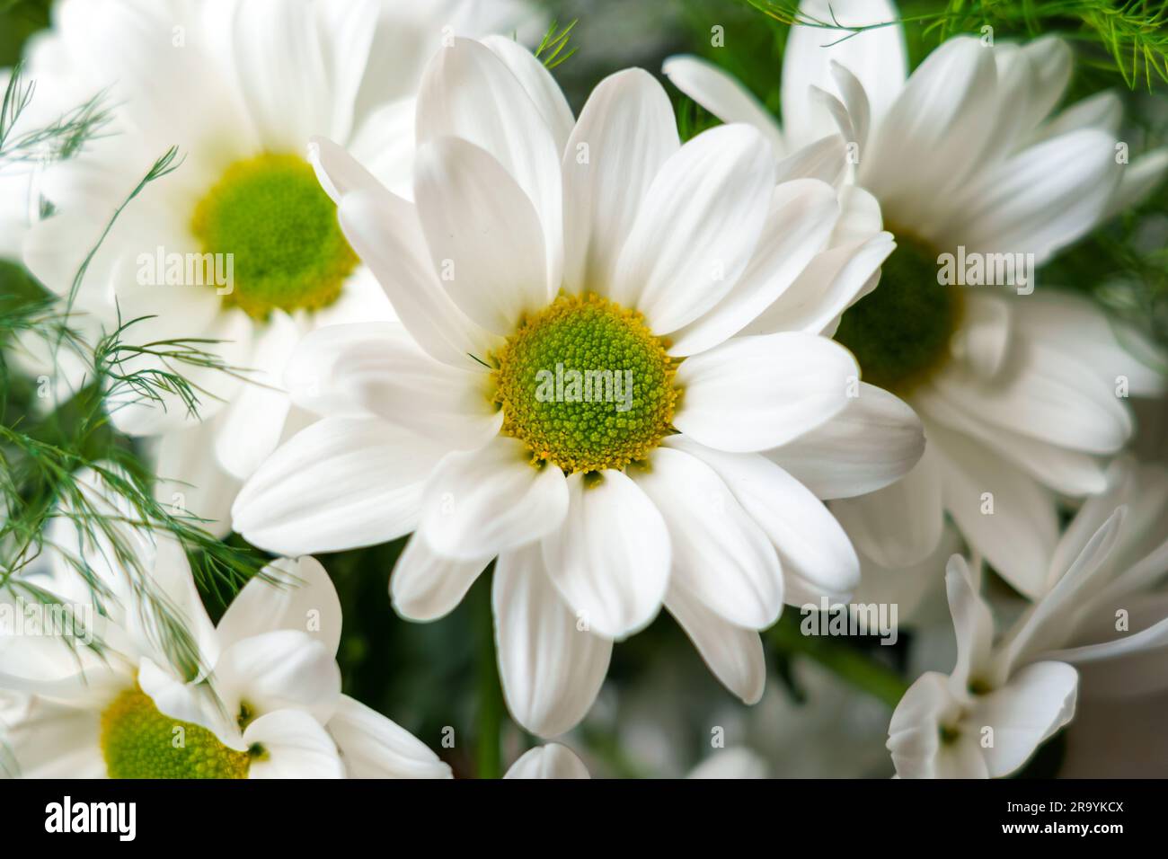 Ein Strauß wunderschöner weißer Gänseblümchen im Zimmer neben dem Fenster. Chrysanthemen-Blüten schließen sich. Argyranthemum frutescens Stockfoto