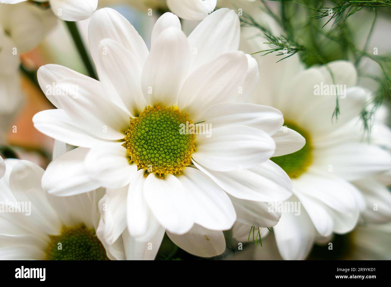 Weiße Gartenblumen aus Chrysanthemen. Marguerite-Blütenblätter schließen sich Stockfoto