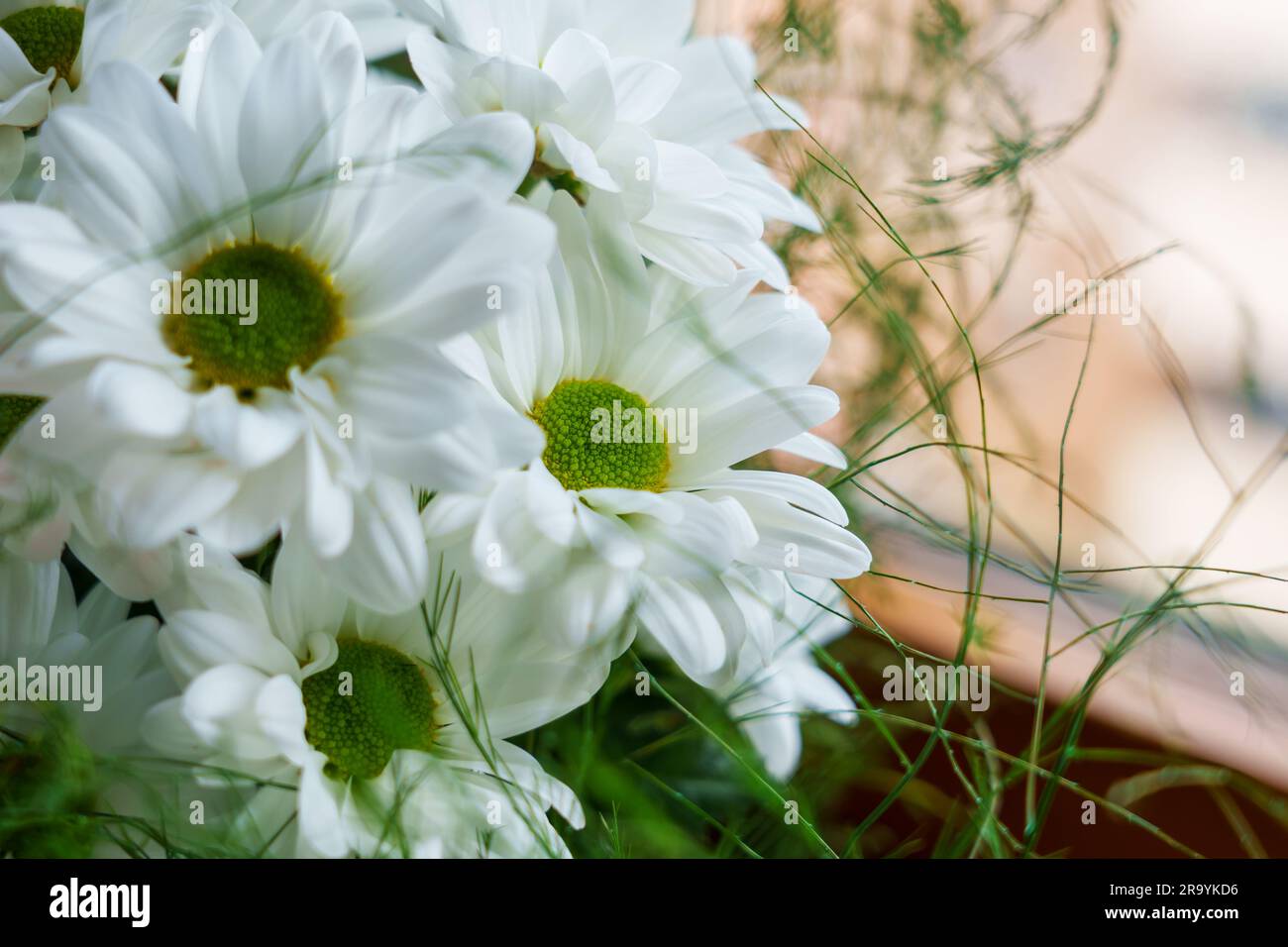 Ein Strauß wunderschöner weißer Gänseblümchen im Zimmer neben dem Fenster. Chrysanthemen-Blüten schließen sich. Argyranthemum frutescens Stockfoto