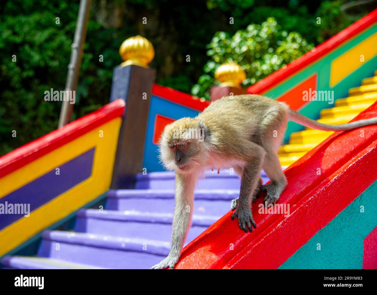 Makaken (Macaca fascicularis)-Affe in den Batu-Höhlen, Kuala Lumpur, Malaysia. Sie stehlen Essen und persönliche Dinge von Touristen und spielen auf St. Stockfoto