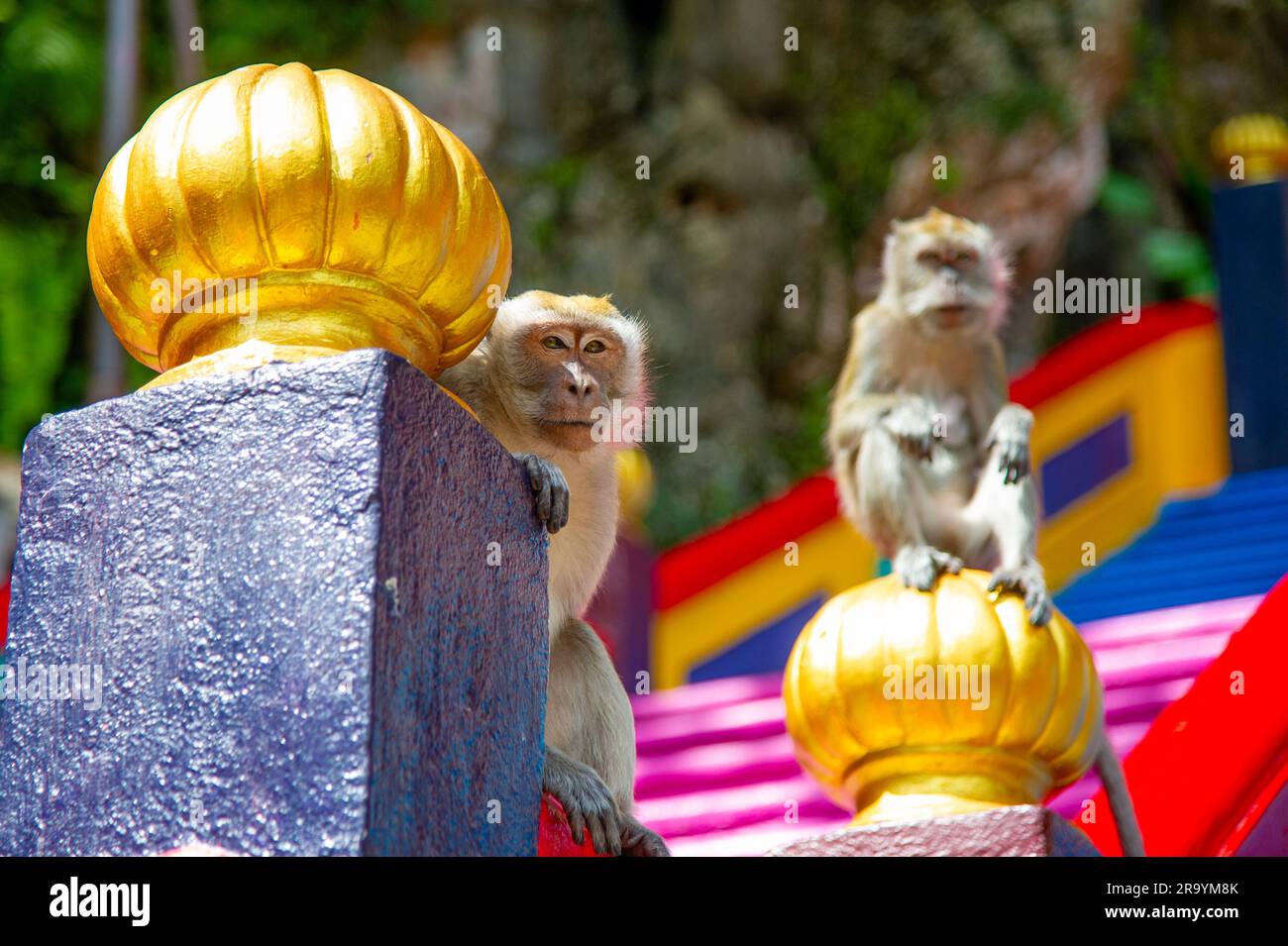 Makaken (Macaca fascicularis)-Affe in den Batu-Höhlen, Kuala Lumpur, Malaysia. Sie stehlen Essen und persönliche Dinge von Touristen und spielen auf St. Stockfoto