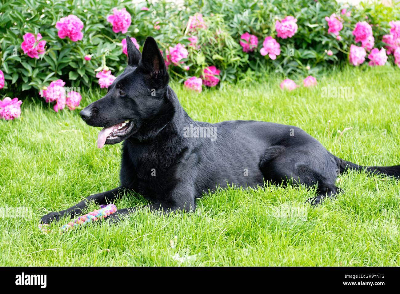 Schwarzer deutscher Schäferhund auf einem grünen Grasfeld Stockfoto