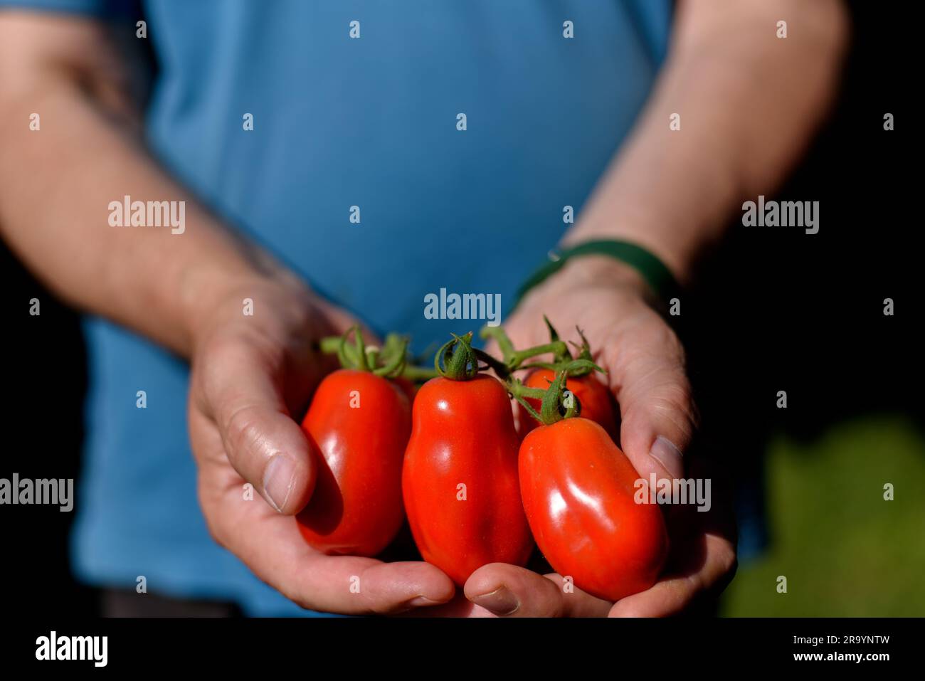 Rote San-Marzano-Tomaten in den Händen der Menschen. Tomaten (Solanum lycopersicum). Eine San Marzano Tomate ist eine Sorte von Pflaumentomaten aus Kampanien Stockfoto