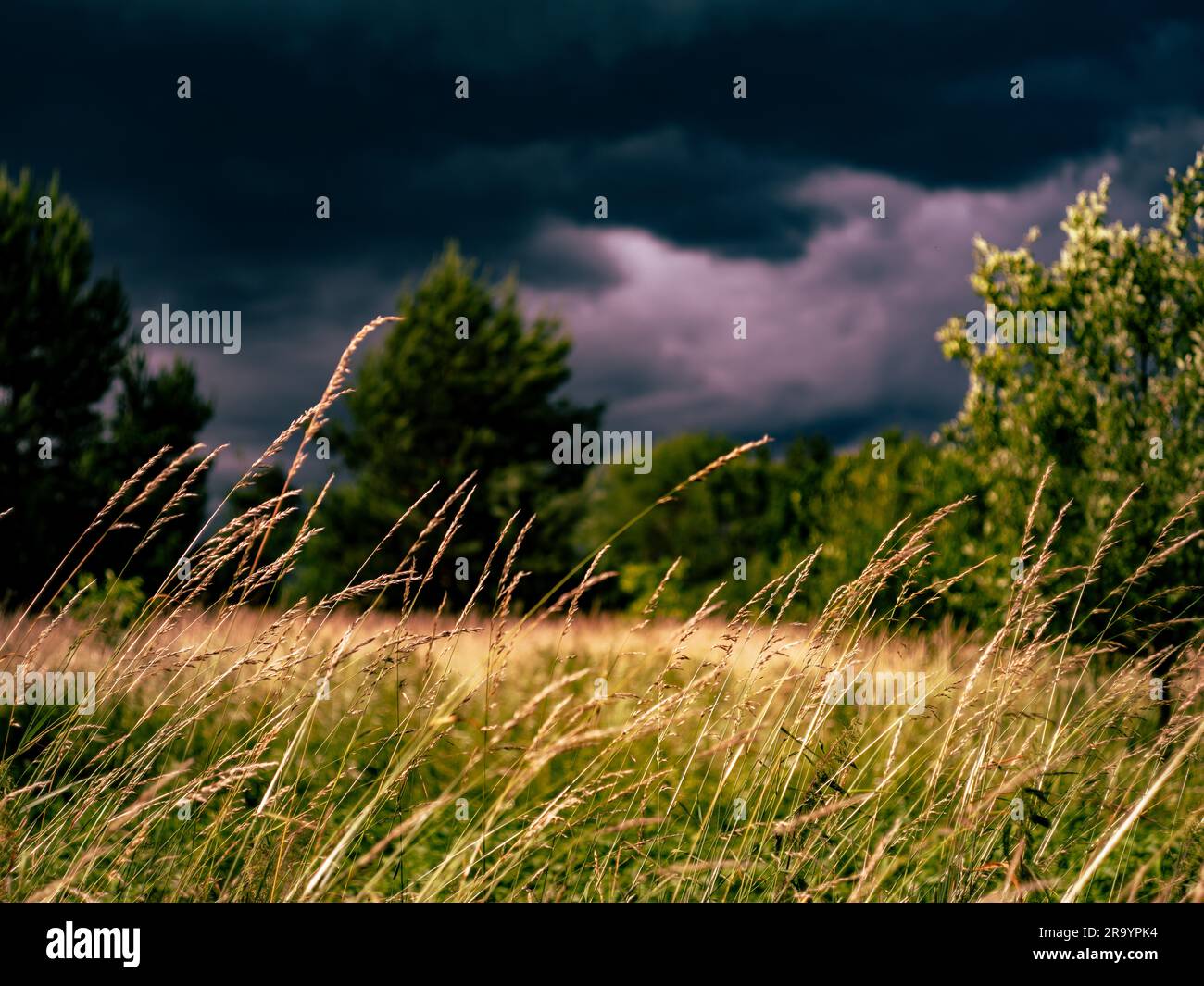 Wunderschöner Wald in Jizerske Hory. Das ist die Nordseite von Tschechien. Das Foto wird während und in der Mitte des sehr harten Regens gemacht. Stockfoto