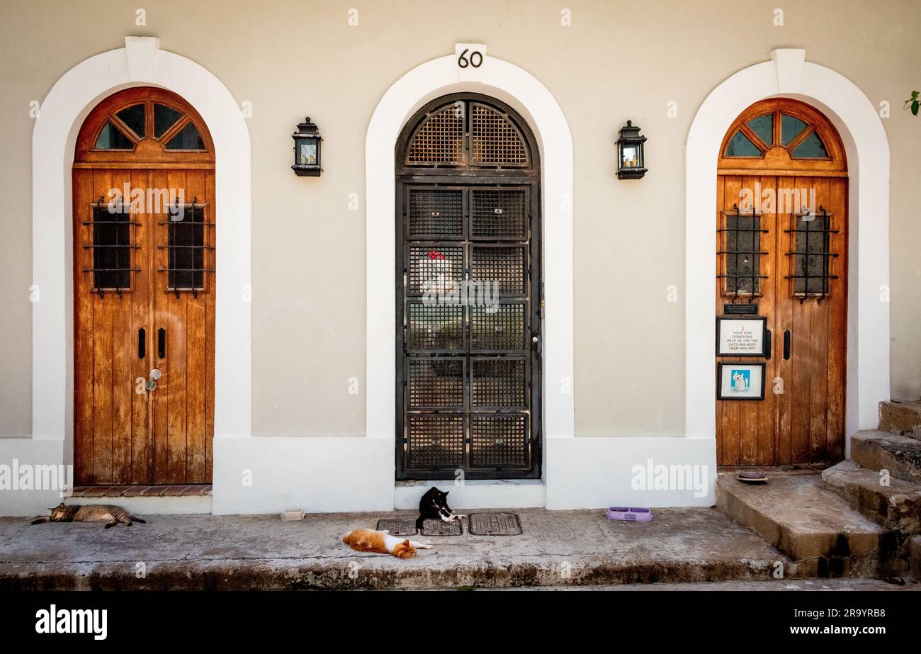 Katzen ruhen sich auf dem Bürgersteig vor den wunderschönen Türen spanischer Architektur in Old San Jaun, Puerto Rico aus. Ein scheinbarer Katzenheiligtum. Stockfoto
