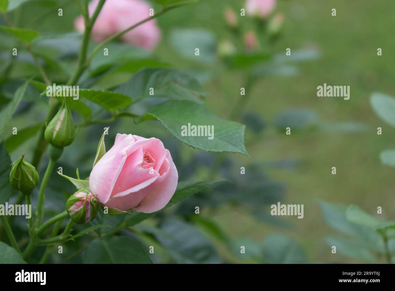 Landschaft mit Nahaufnahme einer blühenden, zarten rosa Blume, Hintergrund. Romantisches Banner mit kostenlosem Platz für Texte Stockfoto