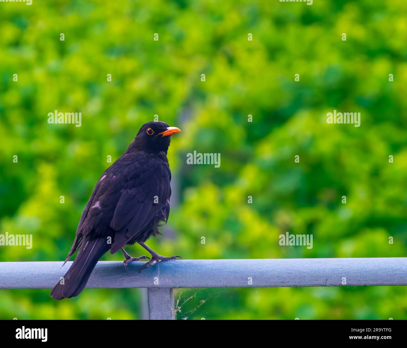 Männlicher Singdrossel (Turdus merula) sitzt auf einem Geländer vor grünen Blättern Stockfoto
