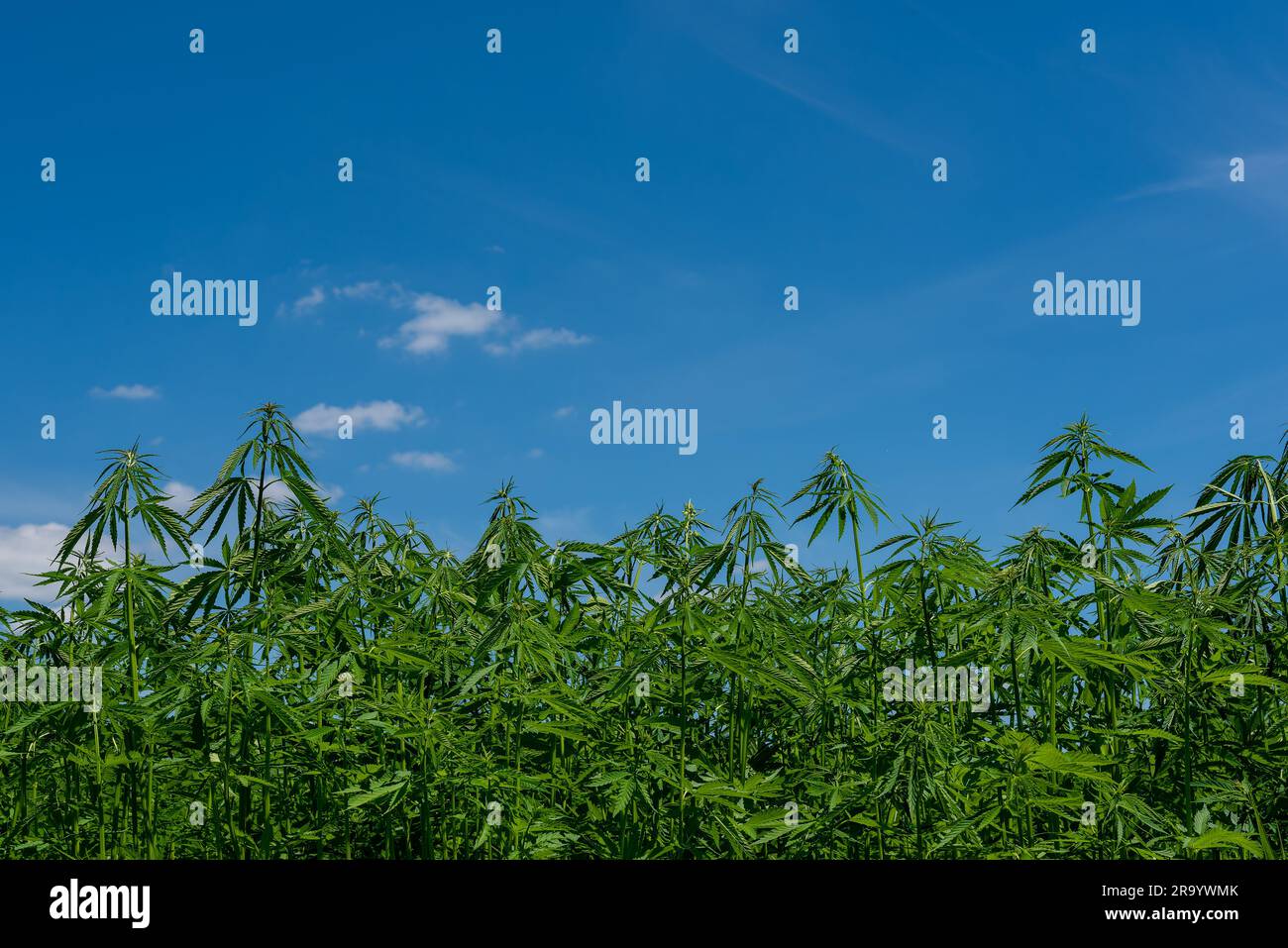 Wunderschönes Hanfblatt auf einem Marihuana-Feld unter dem blauen Himmel mit Sonne und Wolken für die Legalisierung von medizinischen Cannabisprodukten cbd thc illegales Drogenbein Stockfoto