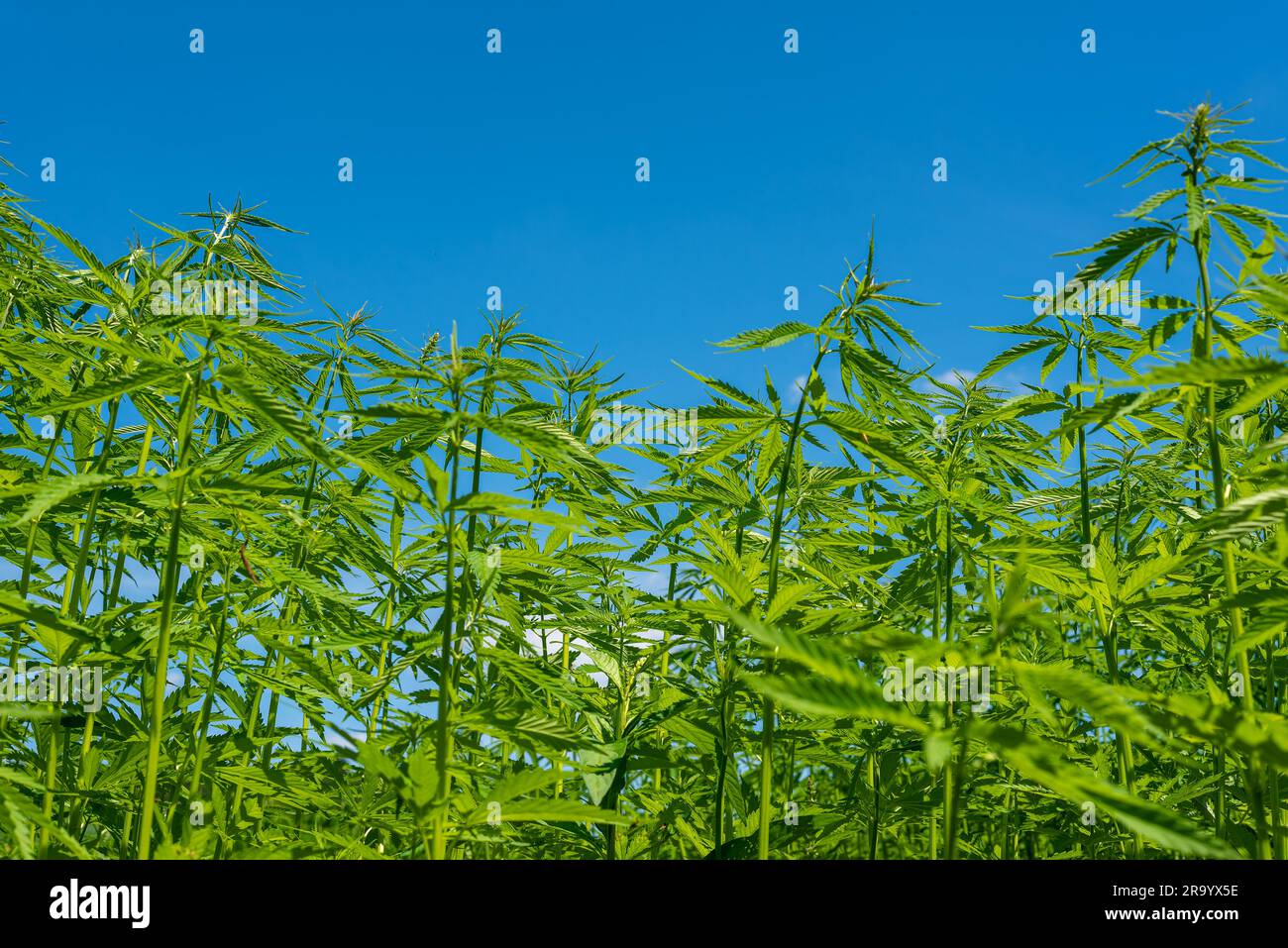 Wunderschönes Hanfblatt auf einem Marihuana-Feld unter dem blauen Himmel mit Sonne und Wolken für die Legalisierung von medizinischen Cannabisprodukten cbd thc illegales Drogenbein Stockfoto