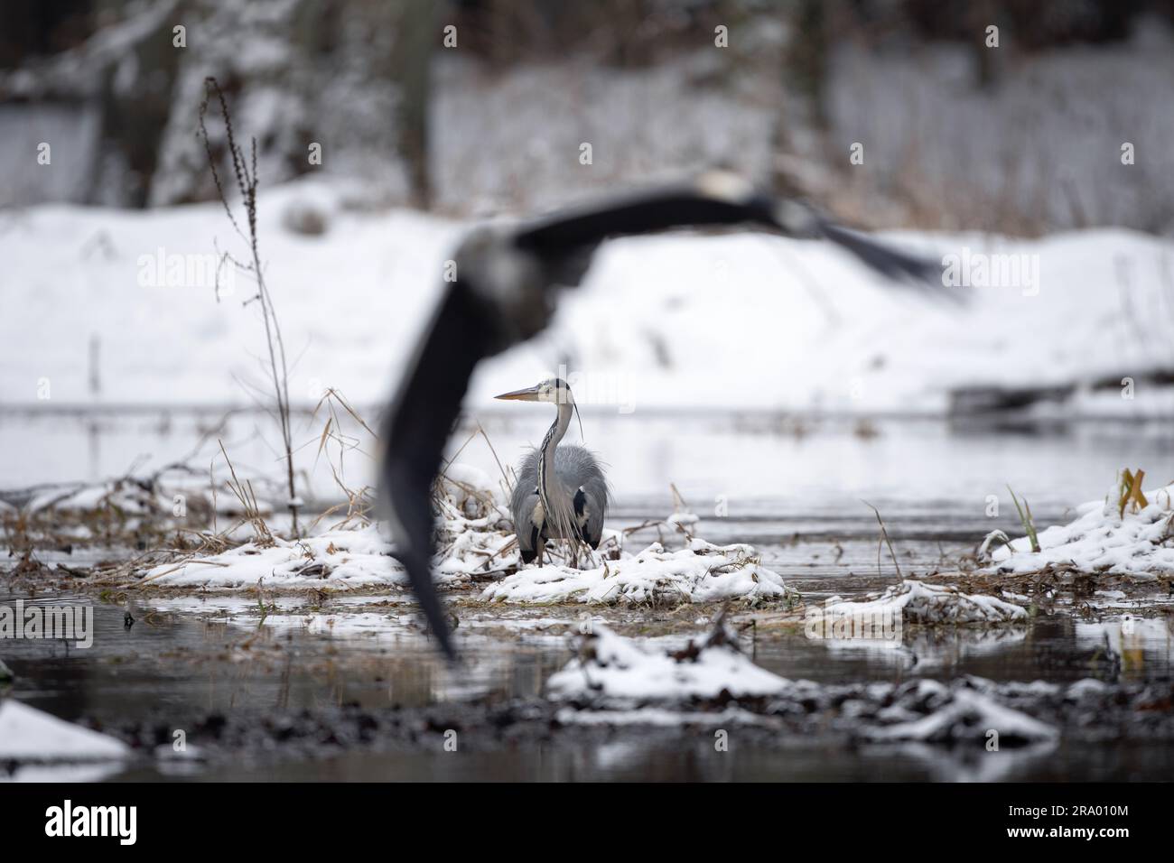 Grauer Reiher am Flussufer. Die Reiher fischen um das Winterwasser herum. Europäischer Charakter. Grauer Vogel mit langem Schnabel und Hals. Stockfoto
