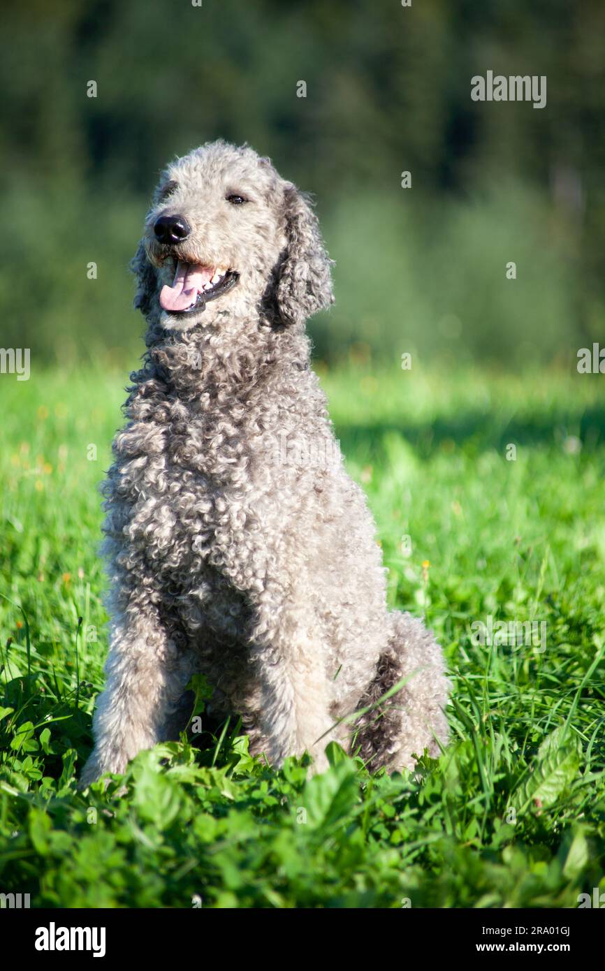 Royal Giant Poodle Hundeporträt mit natürlichem Haar. Ungetrimmtes Fell Stockfoto