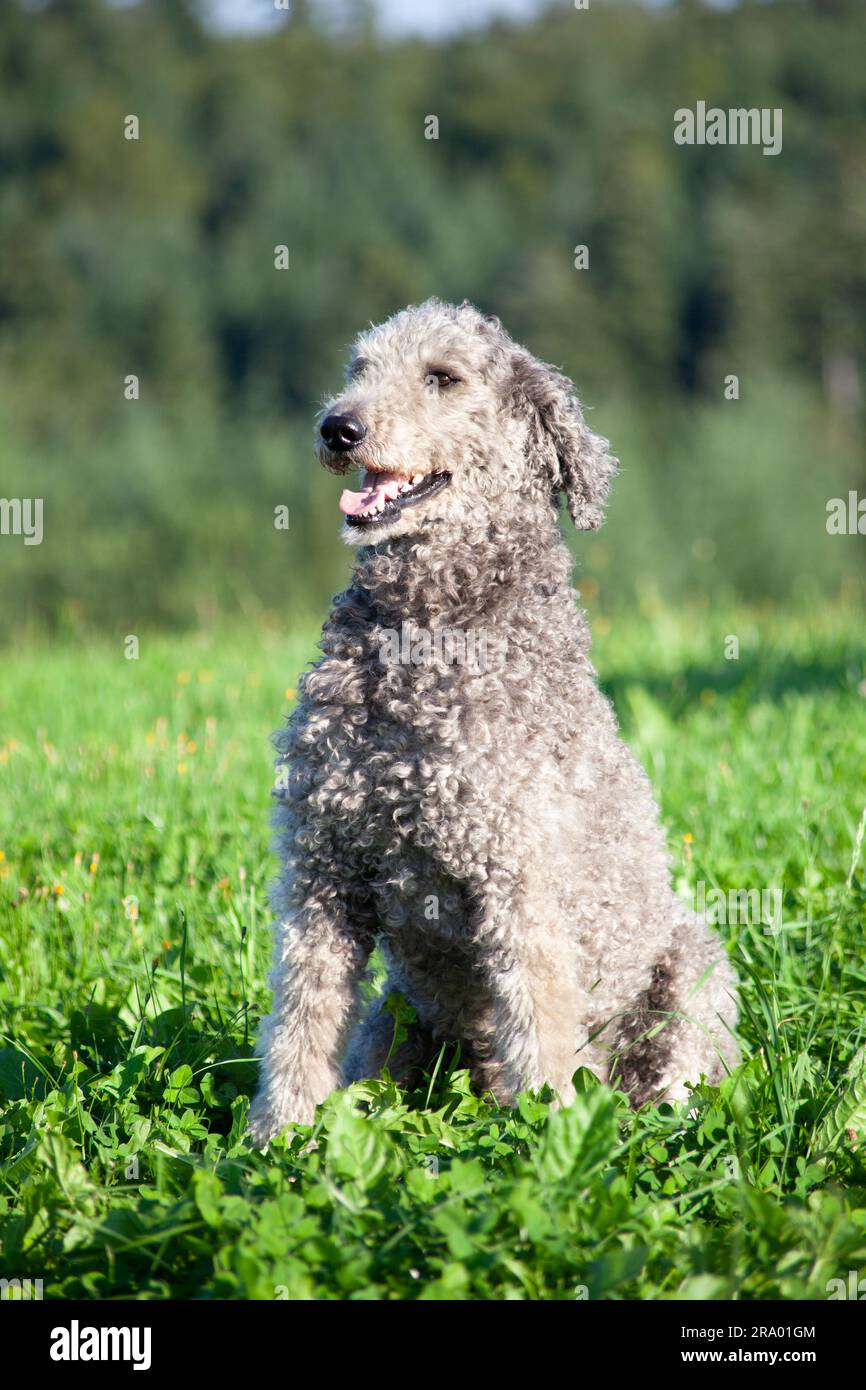 Royal Giant Poodle Hundeporträt mit natürlichem Haar. Ungetrimmtes Fell Stockfoto