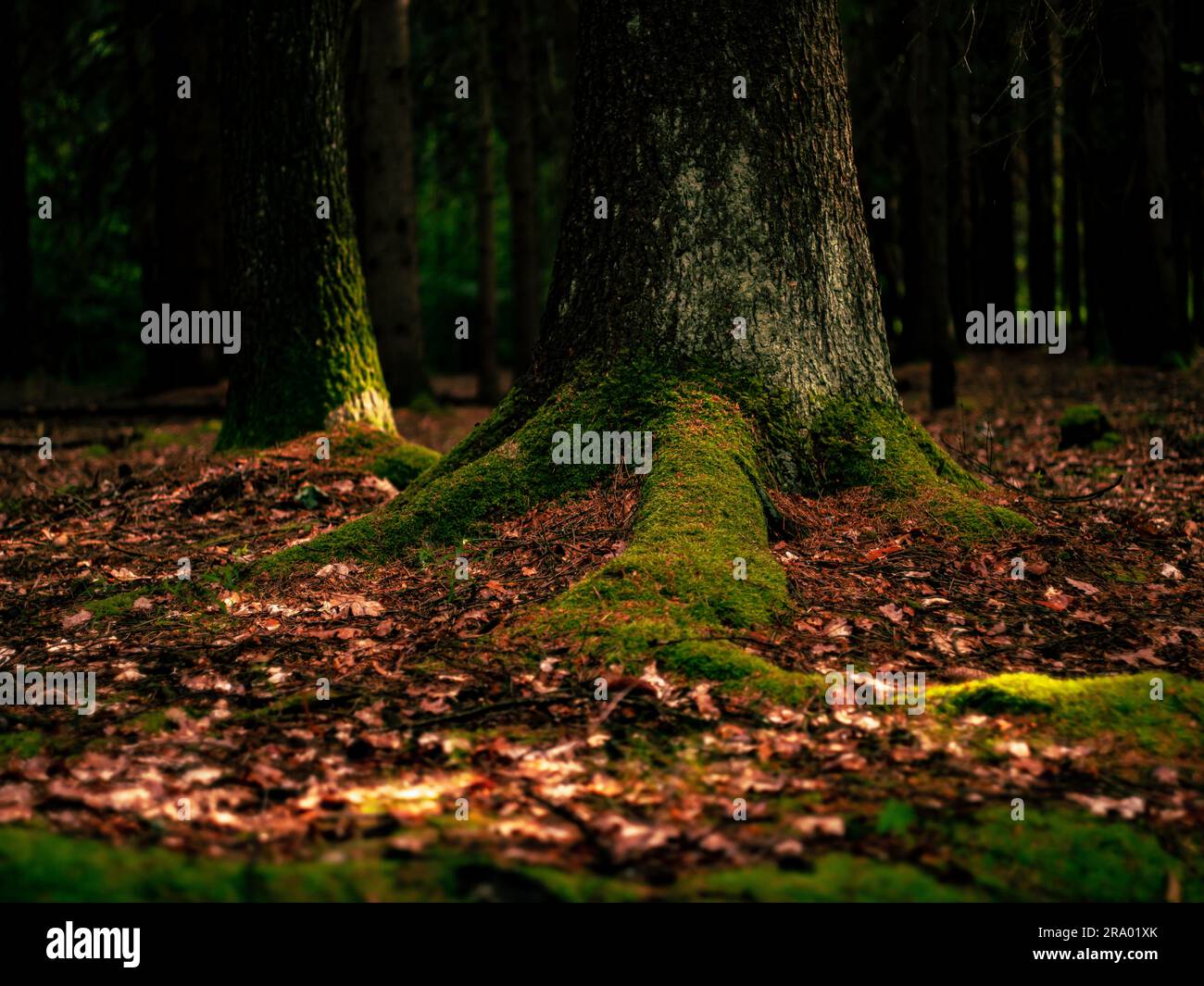 Wunderschöner Wald in Jizerske Hory. Das ist die Nordseite von Tschechien. Das Foto wird während und in der Mitte des sehr harten Regens gemacht. Stockfoto