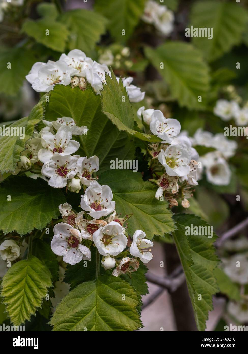 Crataegus-Blume im Garten Stockfoto