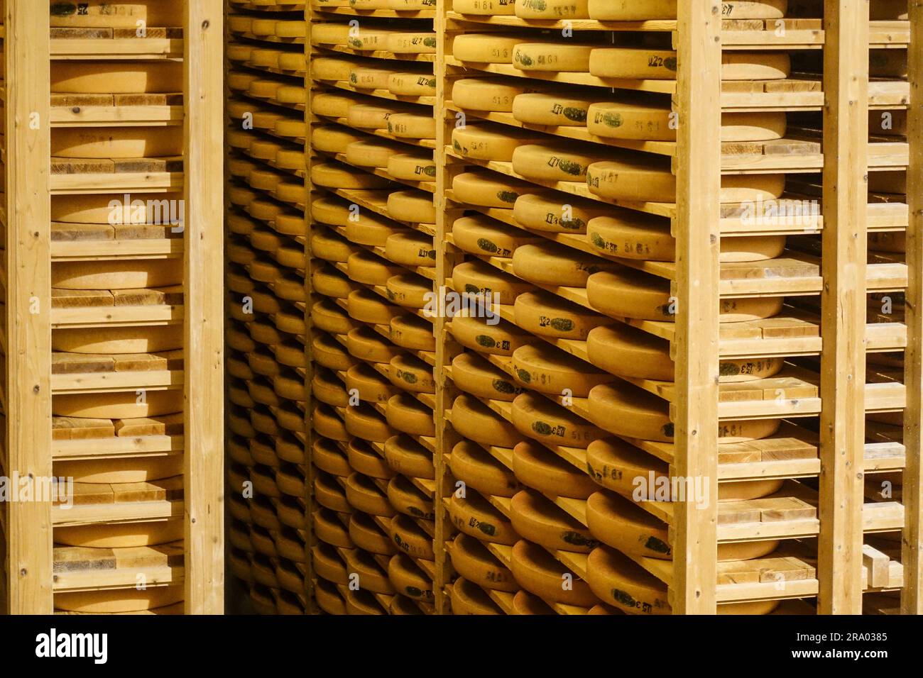 Comté-Käse, der in den Kellern von Fort Saint-Antoine bei Pontarlier, Franche-Comté, Frankreich, reift Stockfoto