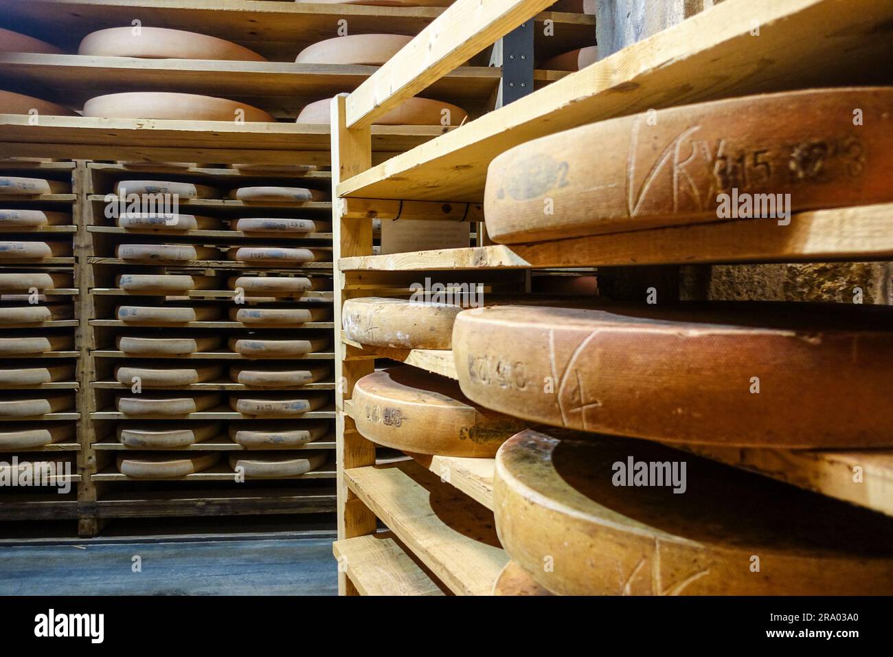 Comté-Käse, der in den Kellern von Fort Saint-Antoine bei Pontarlier, Franche-Comté, Frankreich, reift Stockfoto
