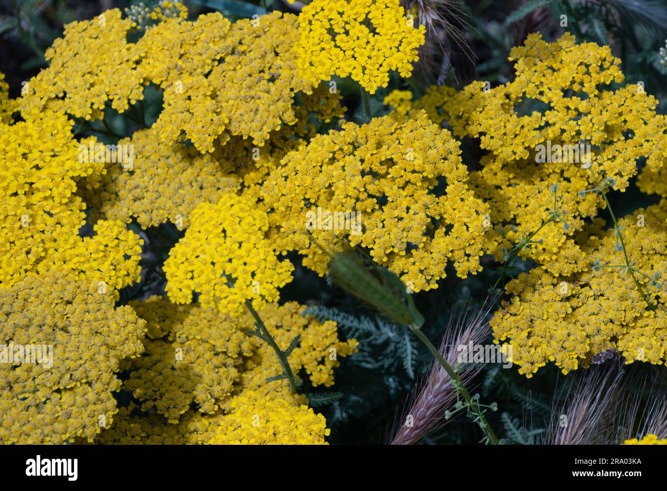 Achillea' filipendulina 'Parker's Variety' gelbe Blüten, auch bekannt als Schafgarbe 'Parker's Variety' Gelber Fernblattgarbe in Blüte Stockfoto