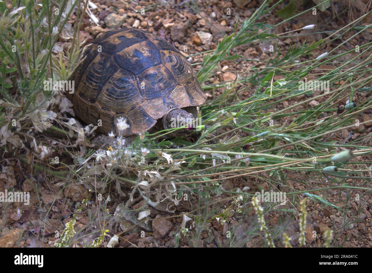 Eine unschuldige Schildkröte zwischen grünem Gras und Blumen Stockfoto