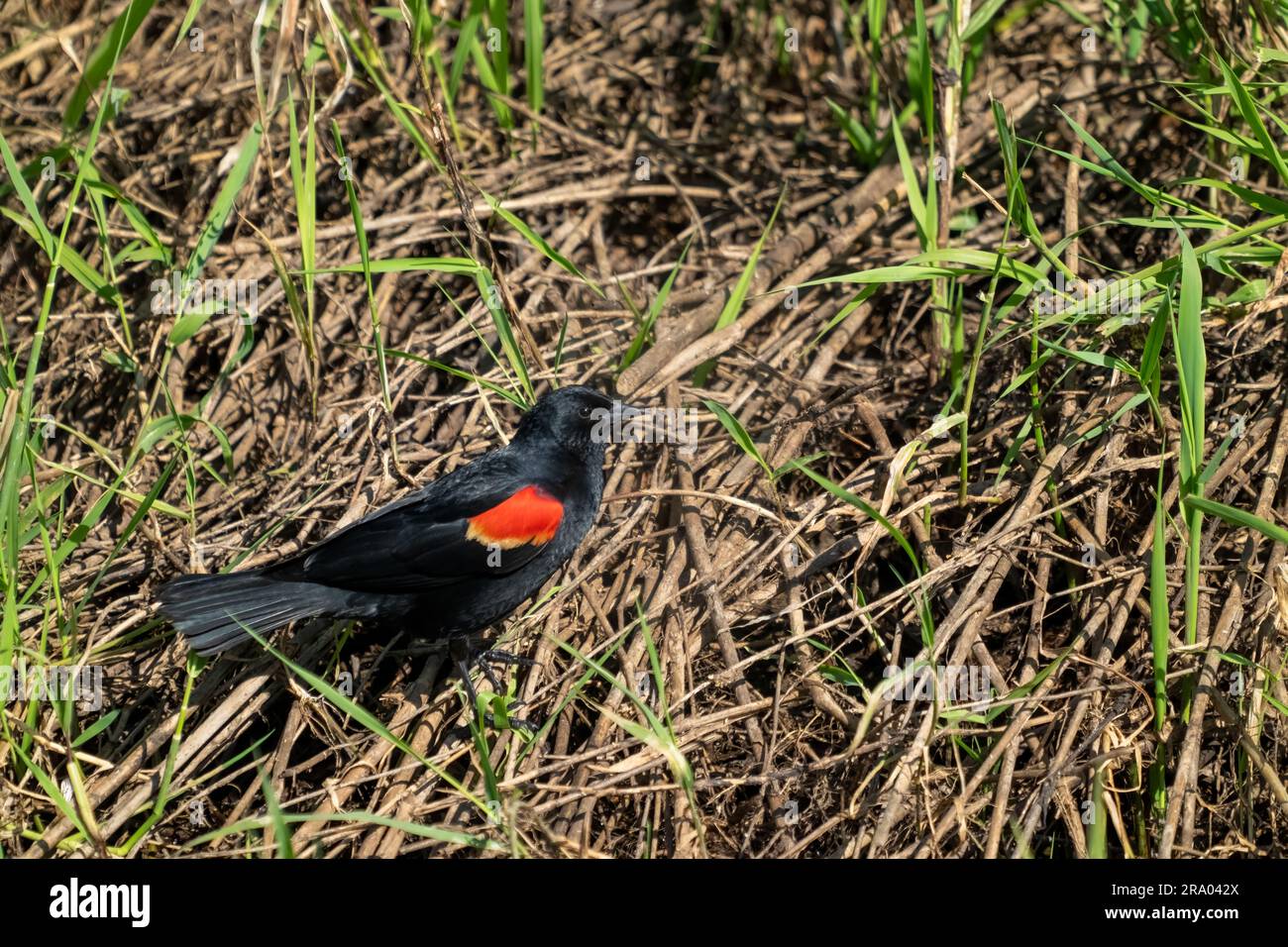 Ridgefield National Wildlife Refuge, Ridgefield, Washington, USA. Rotflügelläufer Blackbird, der auf dem Boden auf gefallenen Cattails läuft. Stockfoto