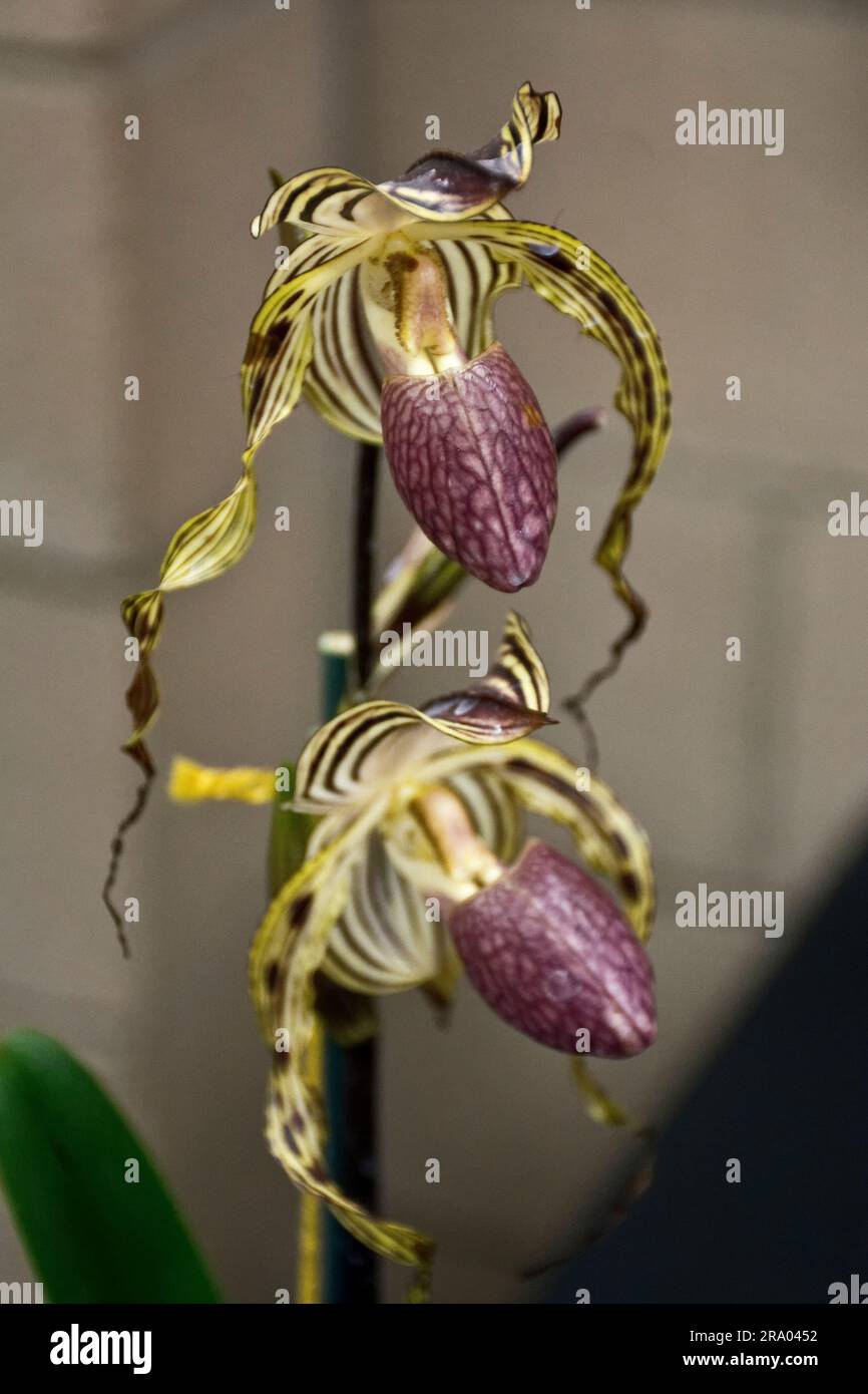 Elegante exotische braunrote Orchideenblumen zur Dekoration Stockfoto