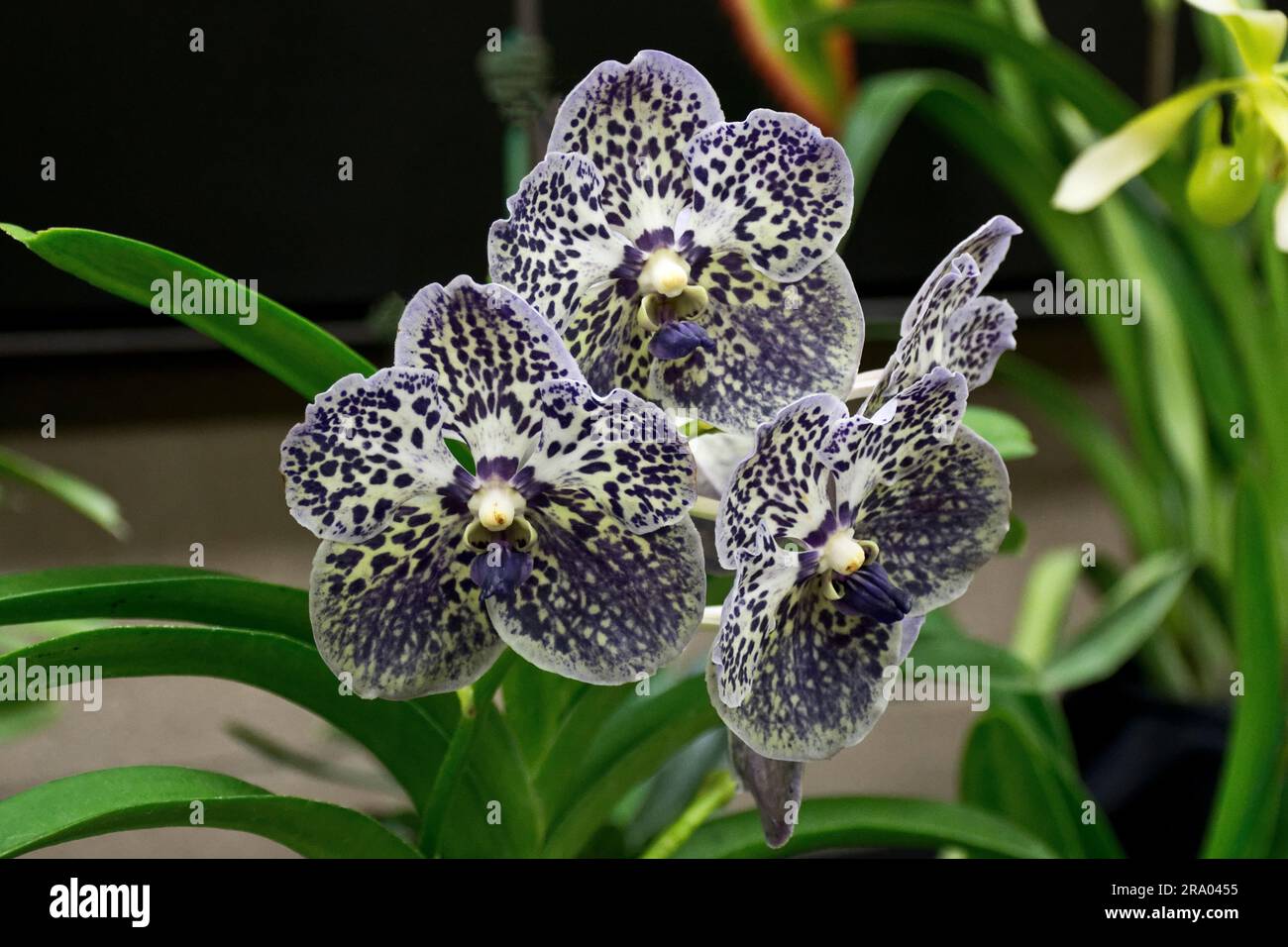 Nahaufnahme weißer und blauer Orchideenblüten Stockfoto