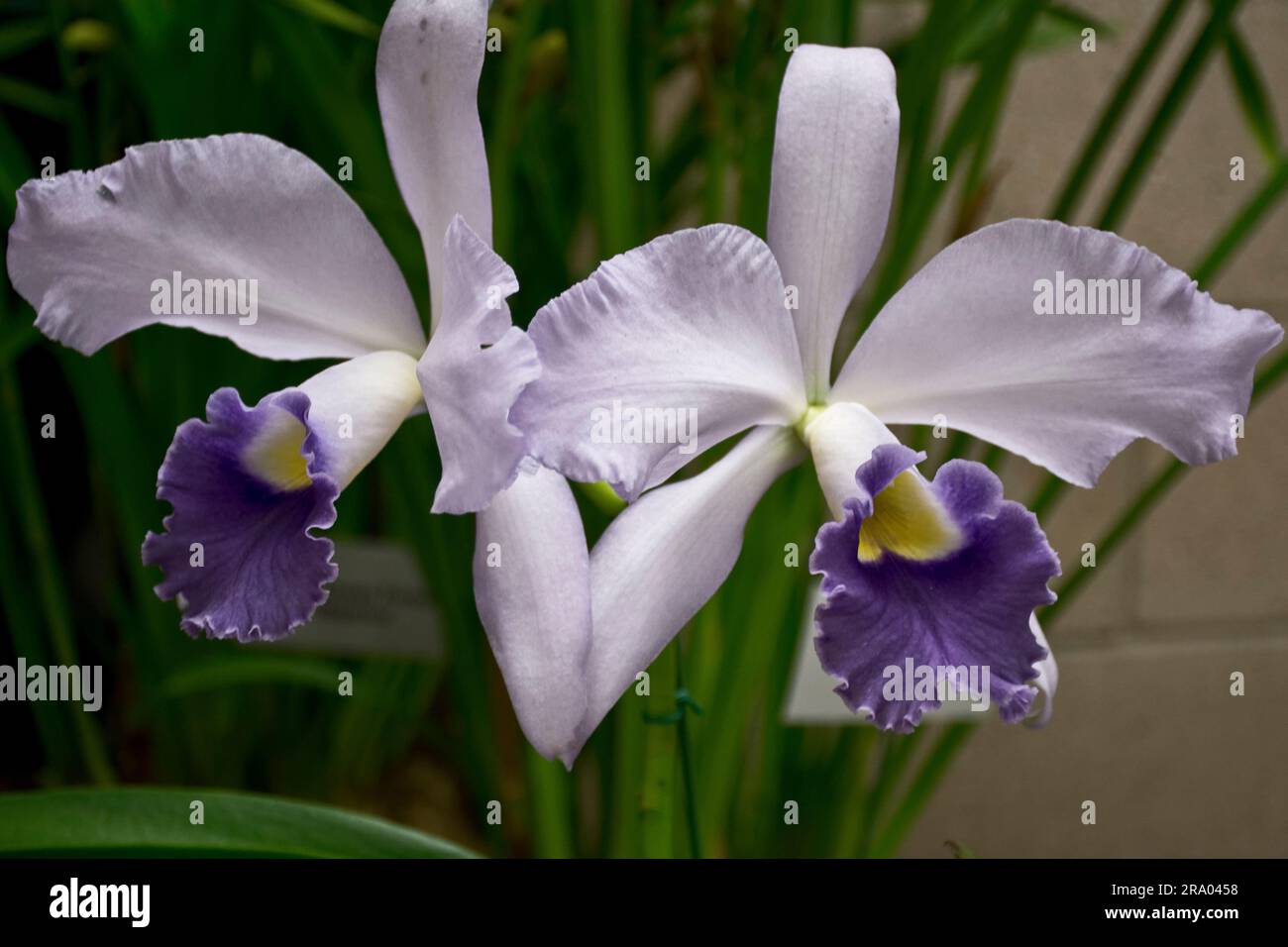 Wunderschöne und elegante weiße Orchideenblüten mit lila Blüten als Schmuckstück Stockfoto