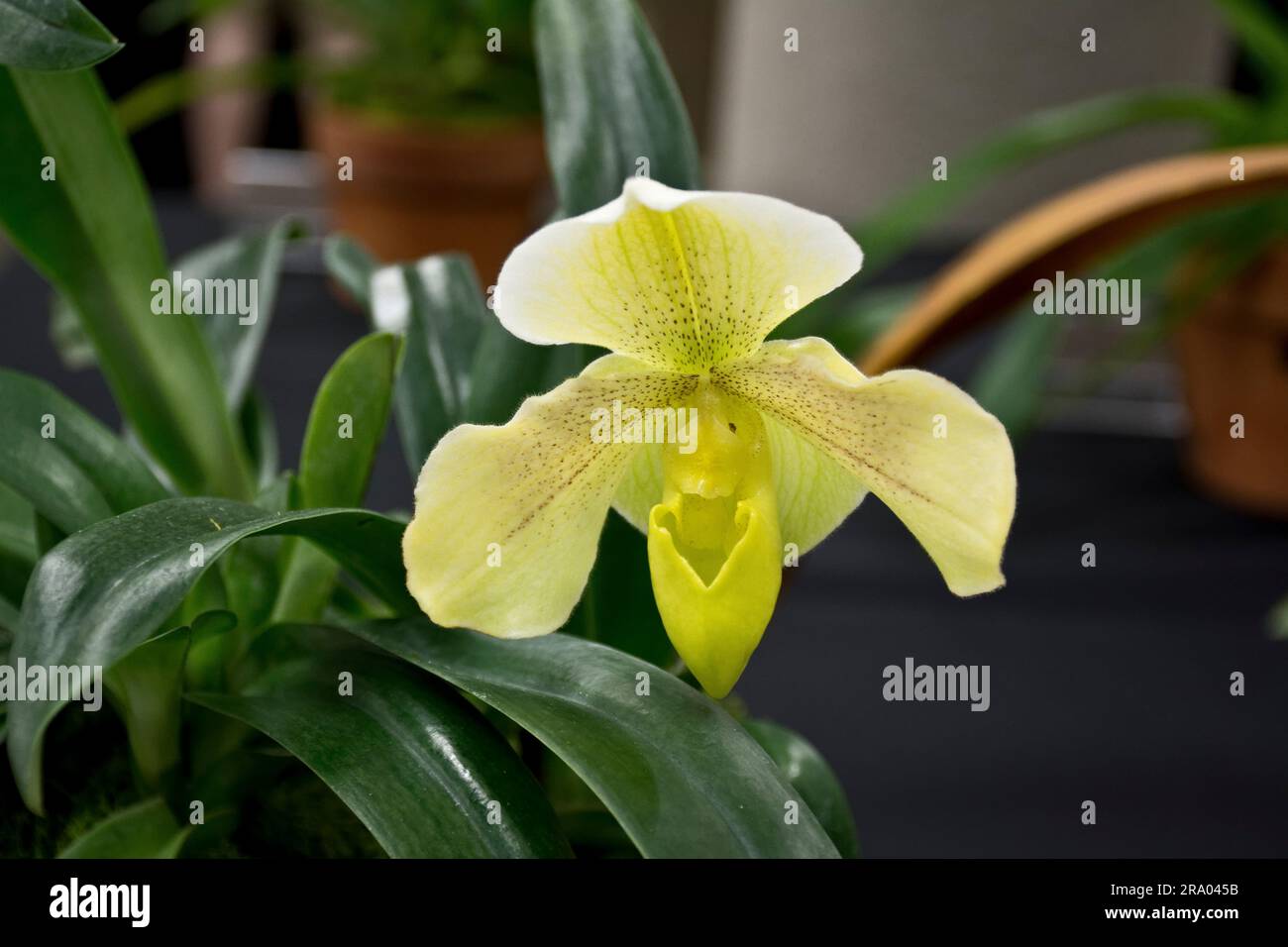 Nahaufnahme einer lebendigen gelben Frauenschuhblume Stockfoto