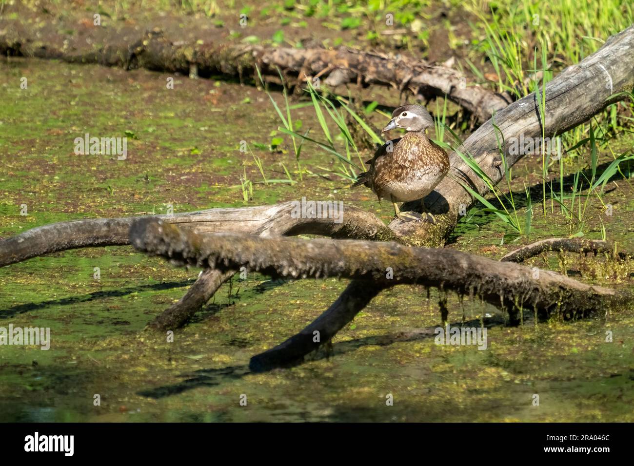 Ridgefield National Wildlife Refuge, Ridgefield, Washington, USA. Weibliche Wood Duck ruht sich auf einem Baumstamm über einem moosbedeckten Fluss aus. Stockfoto