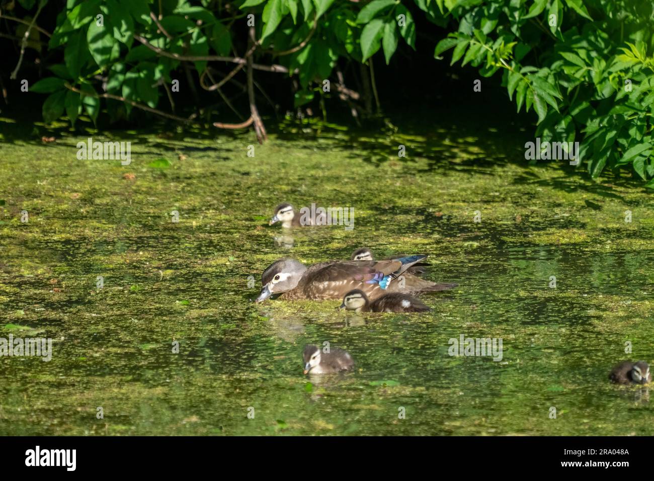 Ridgefield National Wildlife Refuge, Ridgefield, Washington, USA. Weibliche Wood Duck und ihre Mädels schwimmen in einem moosbedeckten Bach Stockfoto